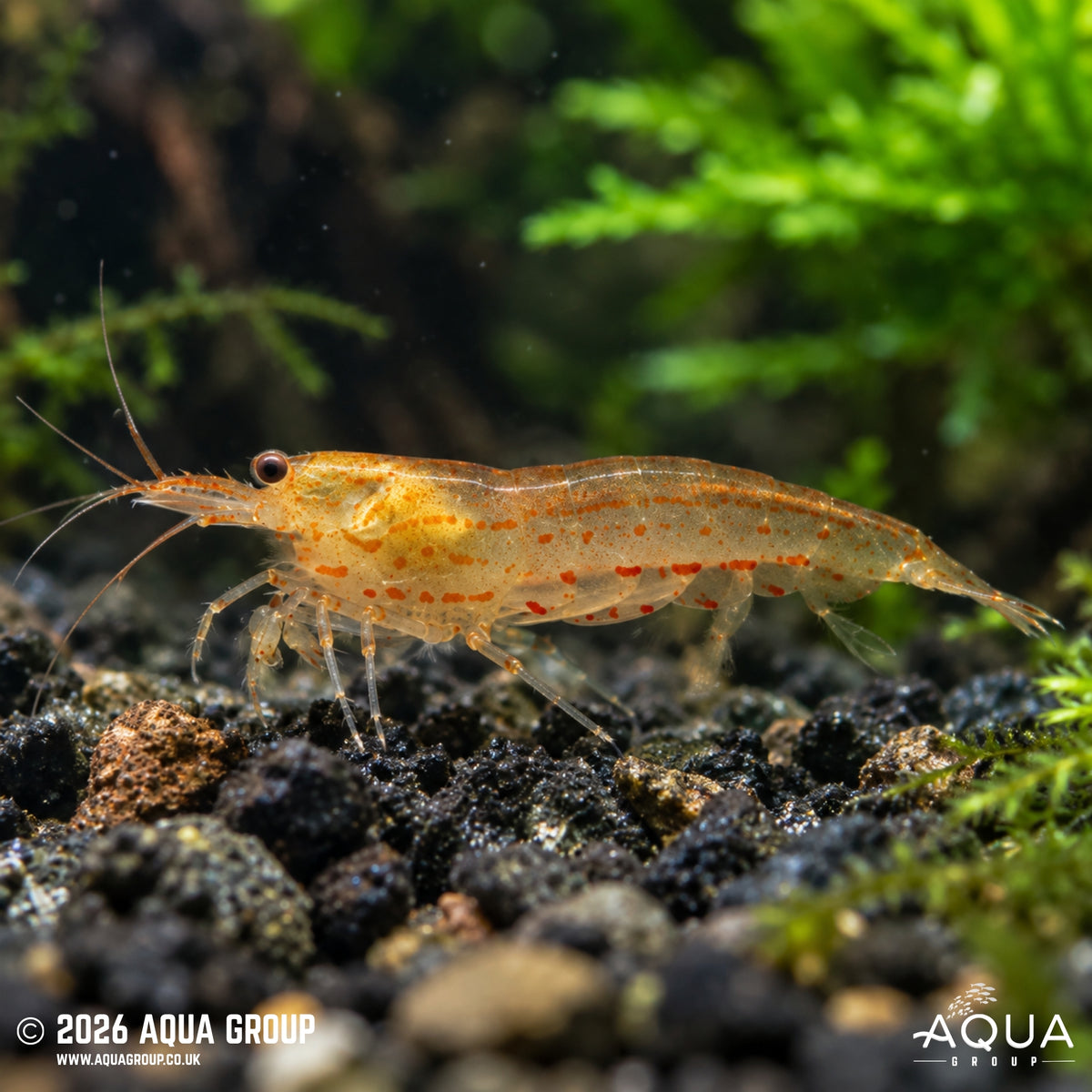 Orange Amano Shrimp - Caridina multidentata