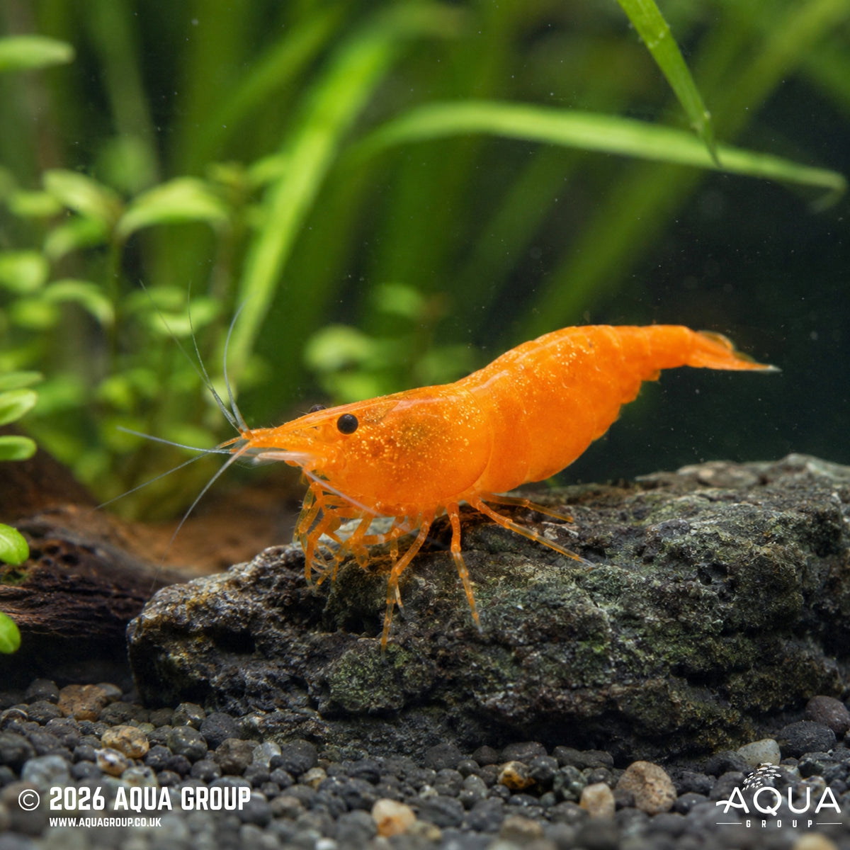 Orange Cross Back Shrimp - Neocaridina sp.