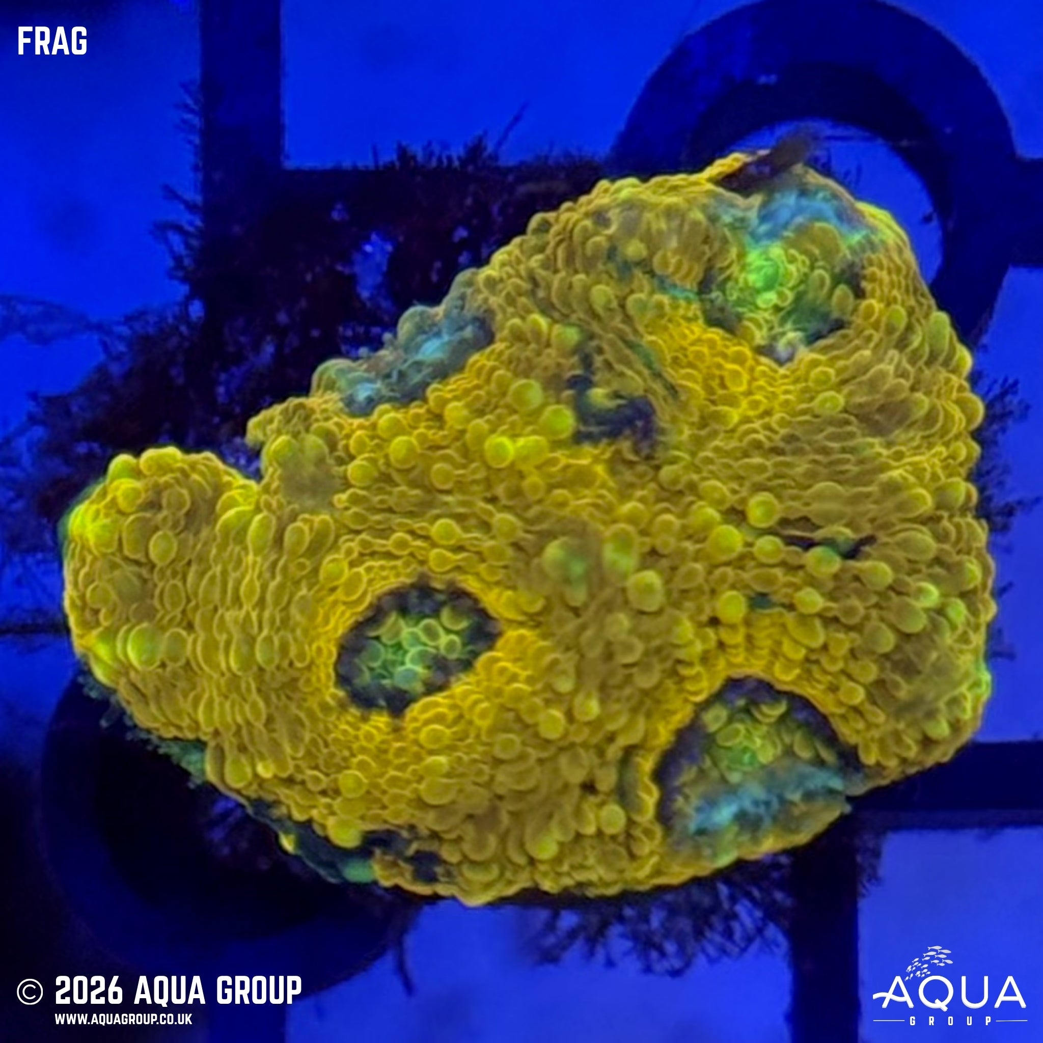 Orange Echinata - Acanthastrea echinata