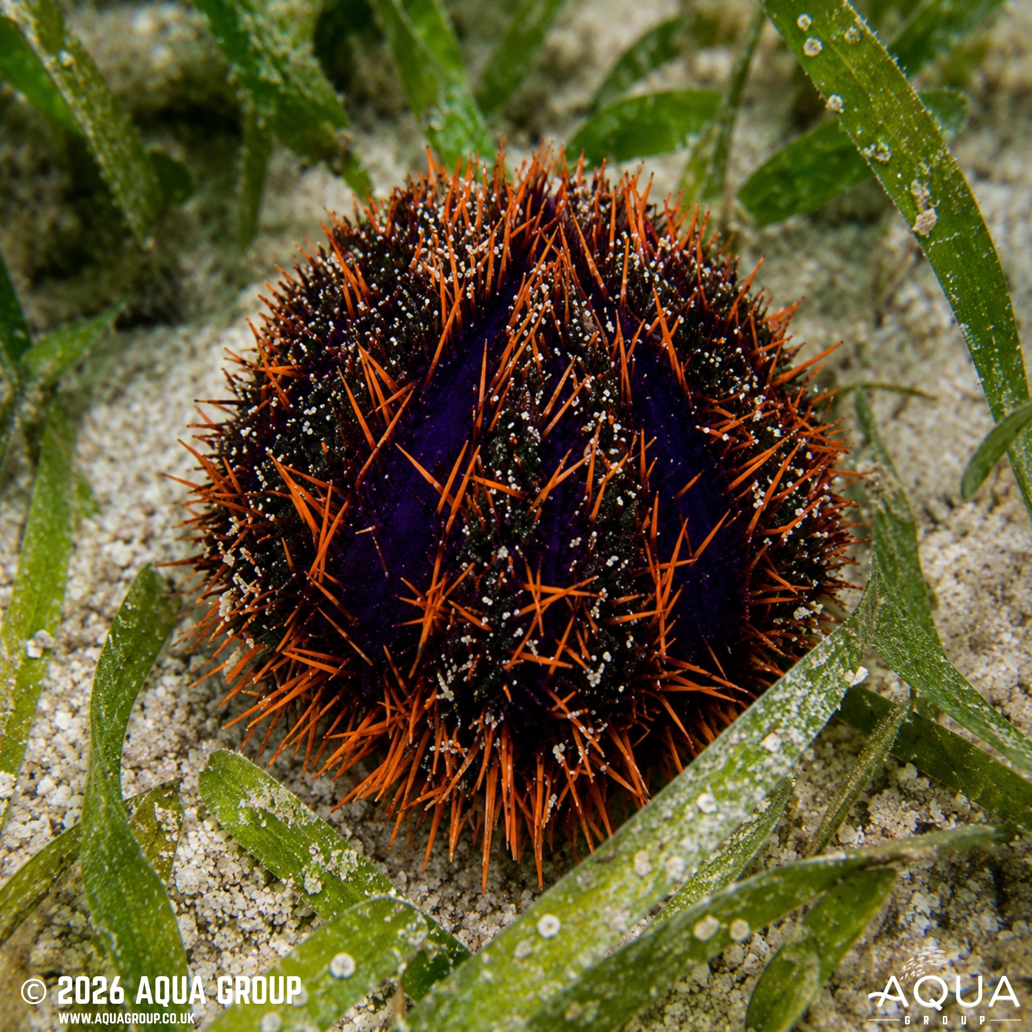 Orange Line Urchin - Tripenustes gratilla - Aqua Group
