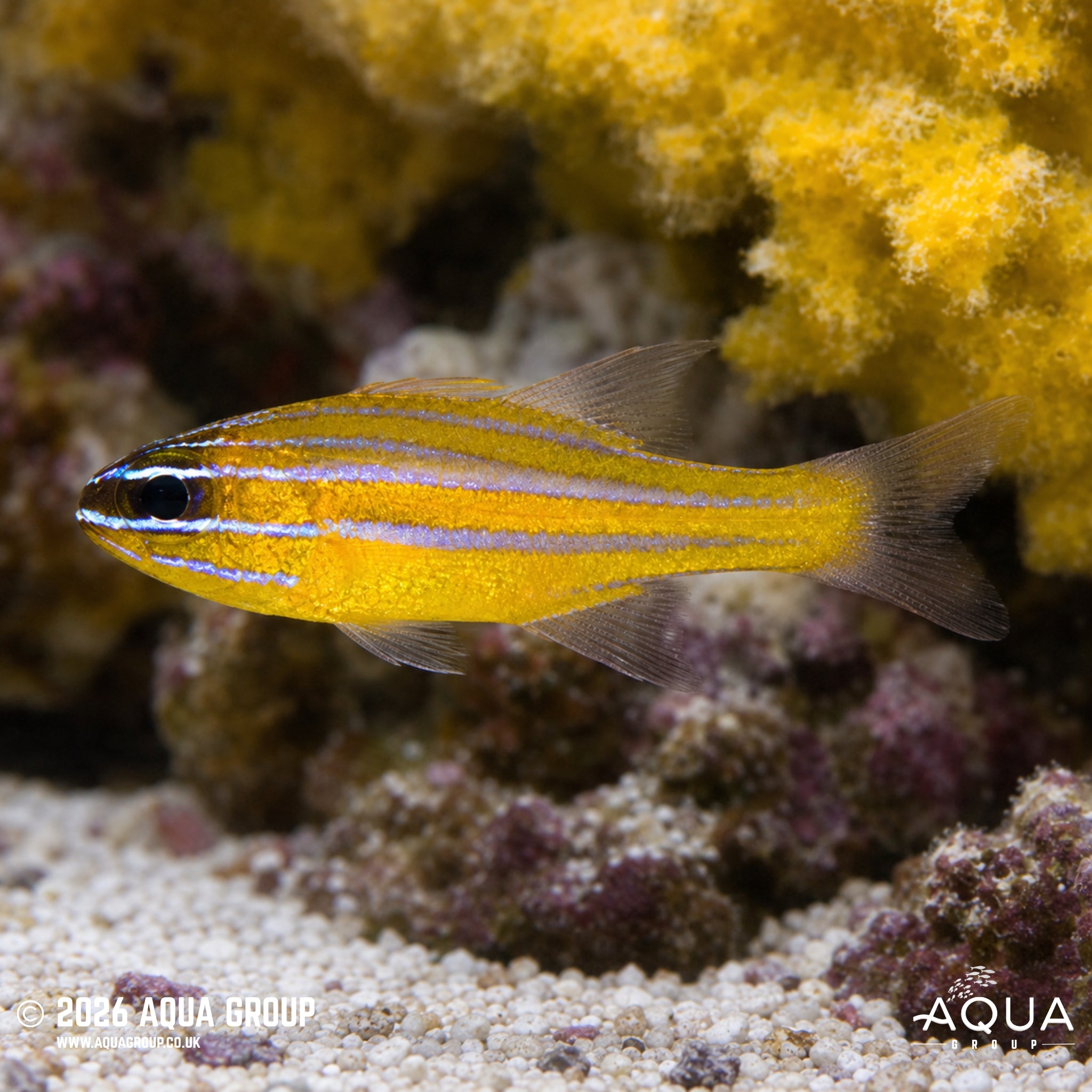 Orange Lined Cardinalfish - Ostorhinchus properuptus
