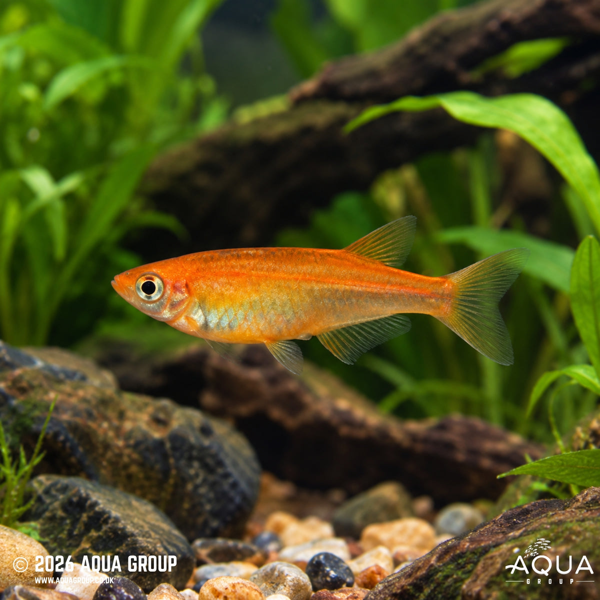 Orange Rice Fish - Oryzias latipes