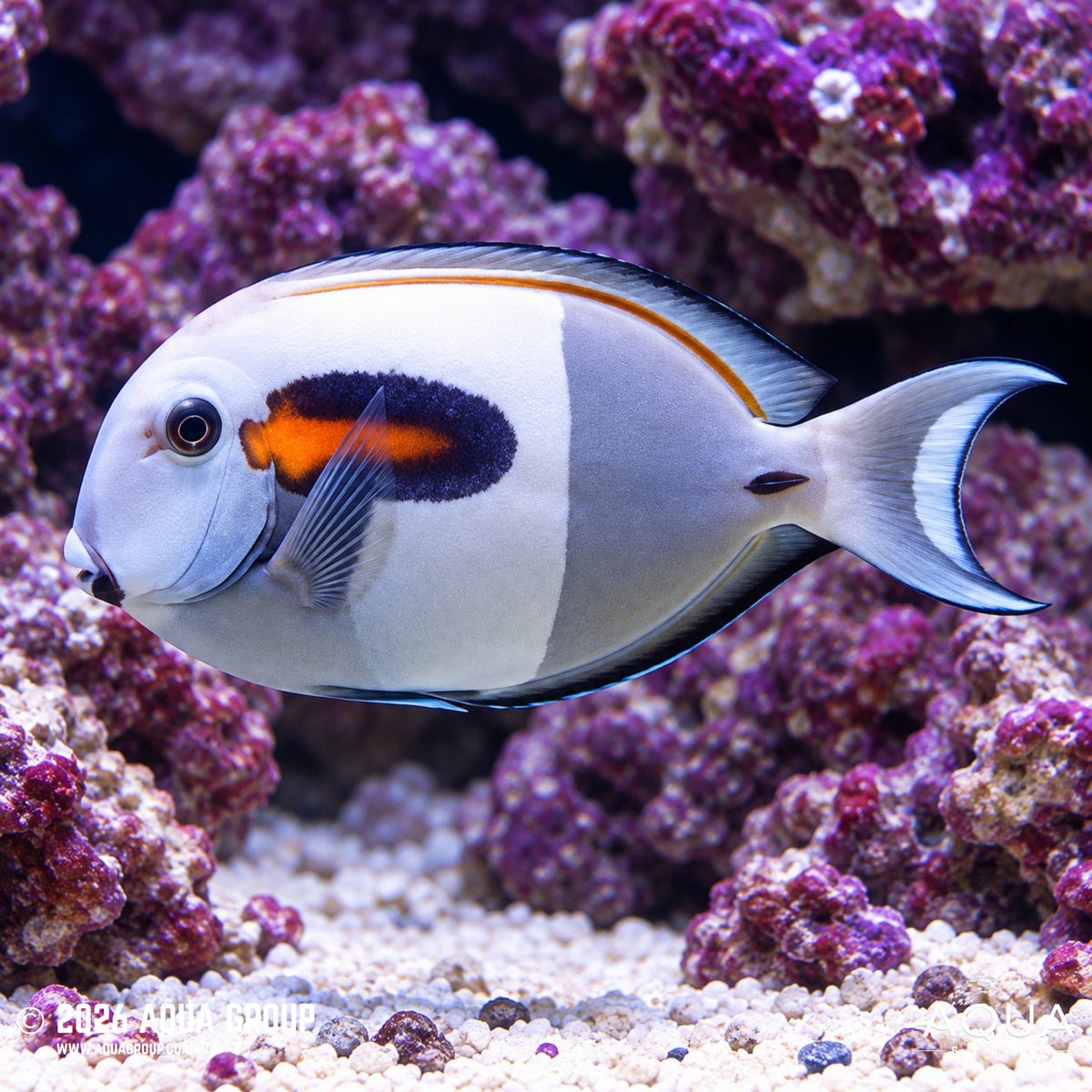 Orange Shoulder Tang - Acanthurus olivaceus