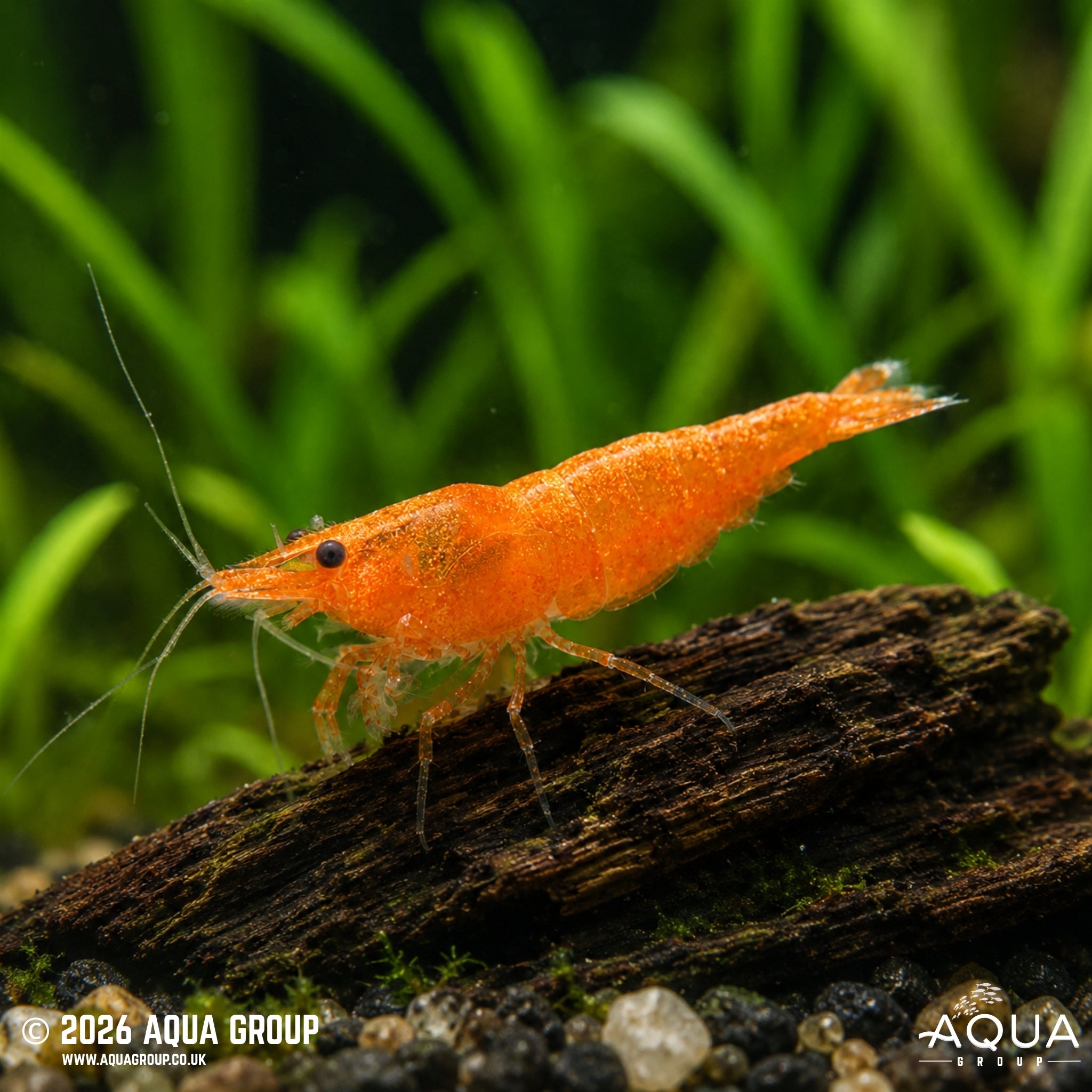 Orange Shrimp - Neocaridina spp - Aqua Group
