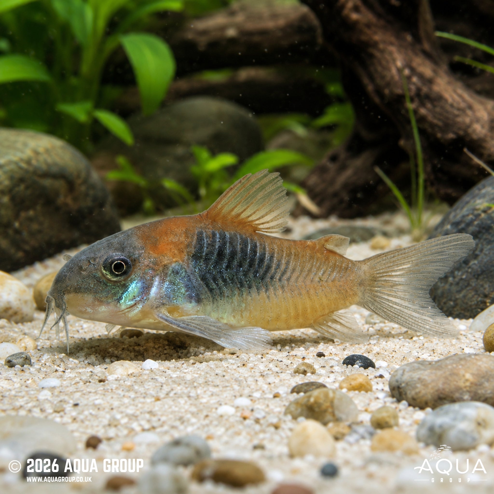 Orange Venezuelan Corydora – Osteogaster venezuelanus