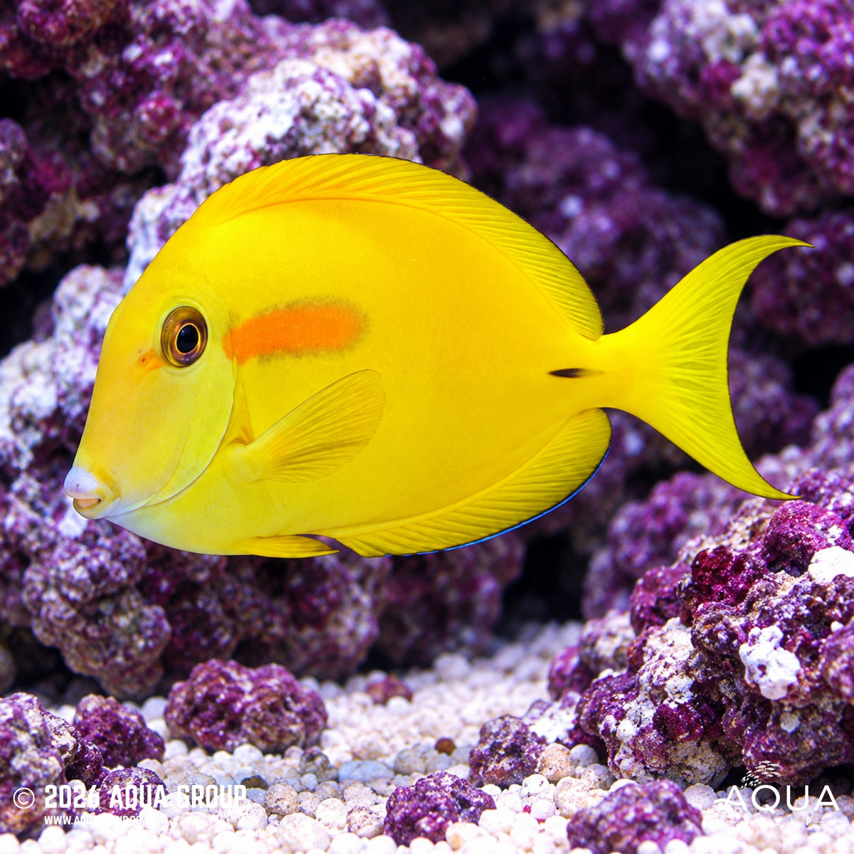 Orange Shoulder Tang - Acanthurus olivaceus
