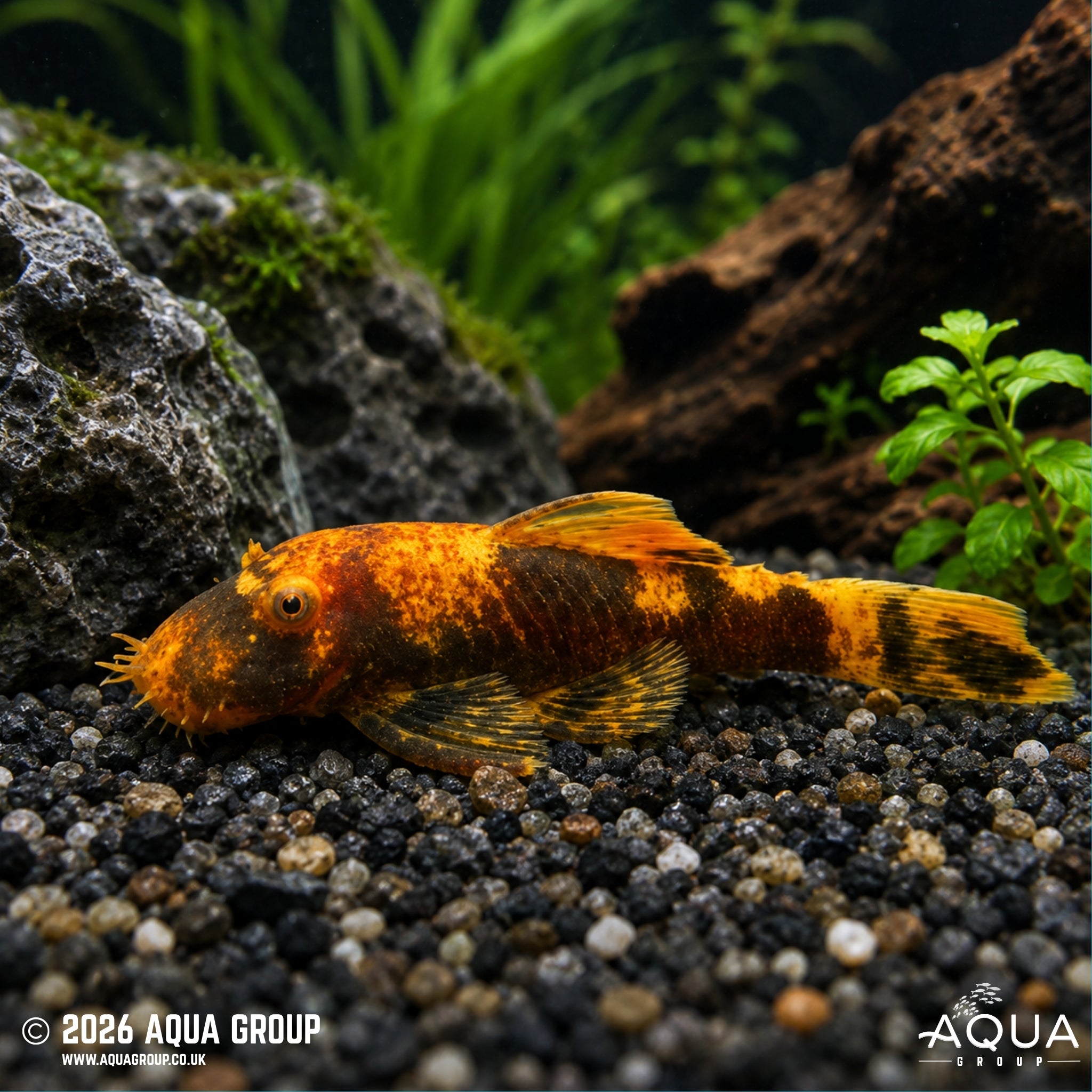 Orange and Black Marble Bristlenose - Ancistrus sp.