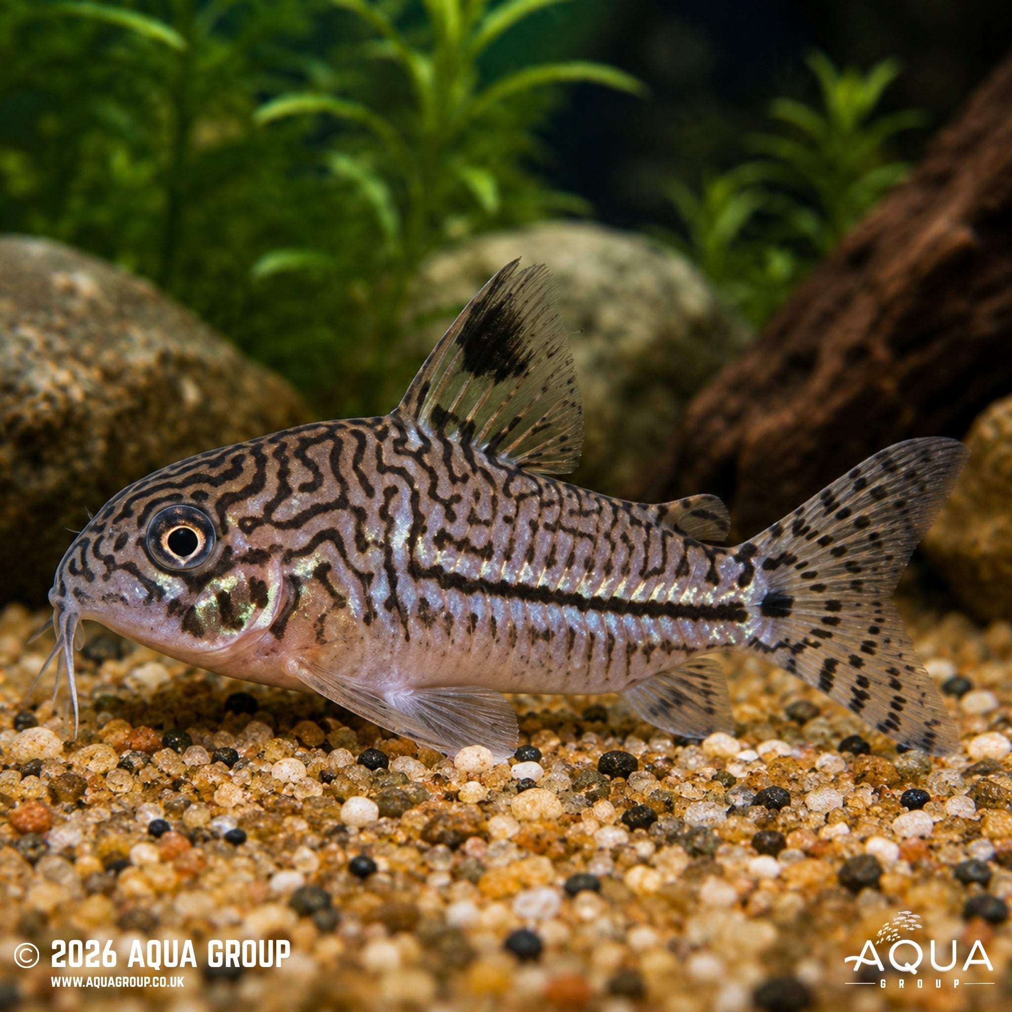 Leopard Corydoras - Hoplisoma trilineatum