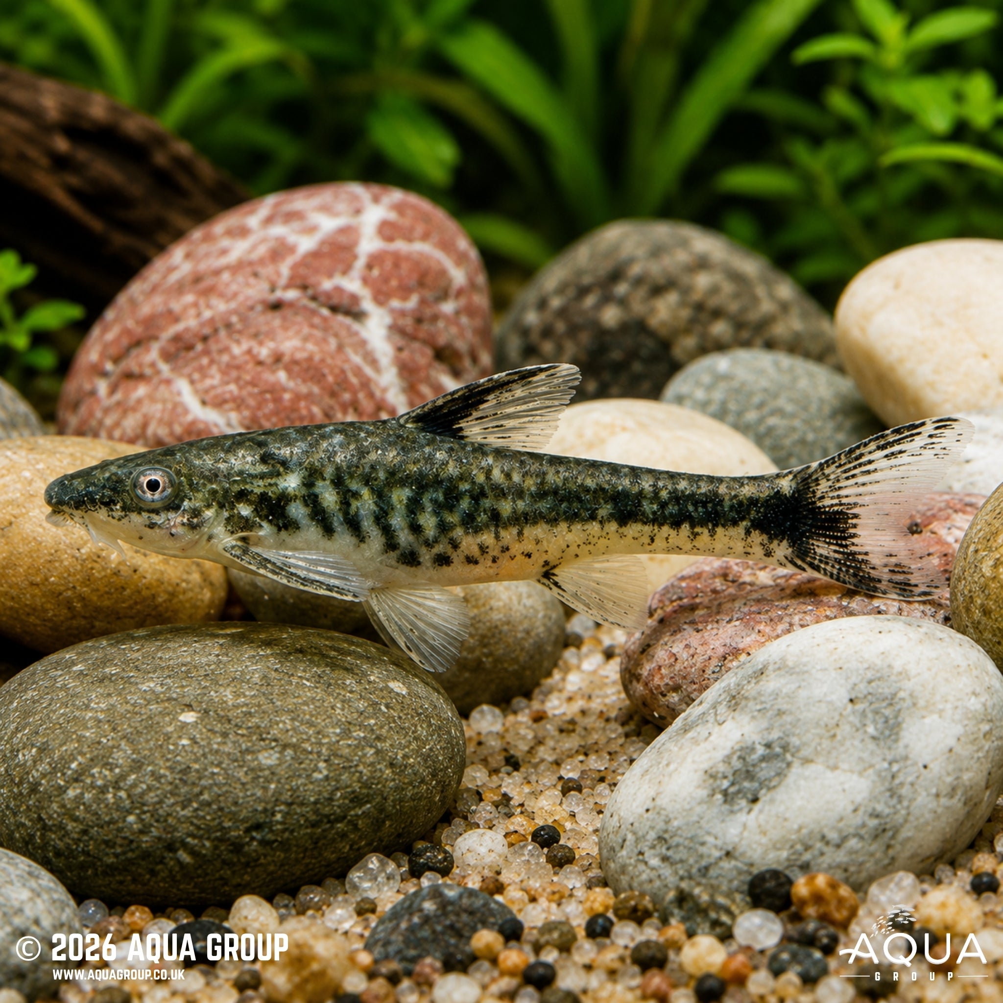 Otocinclus Arnoldi - Otocinclus arnoldi