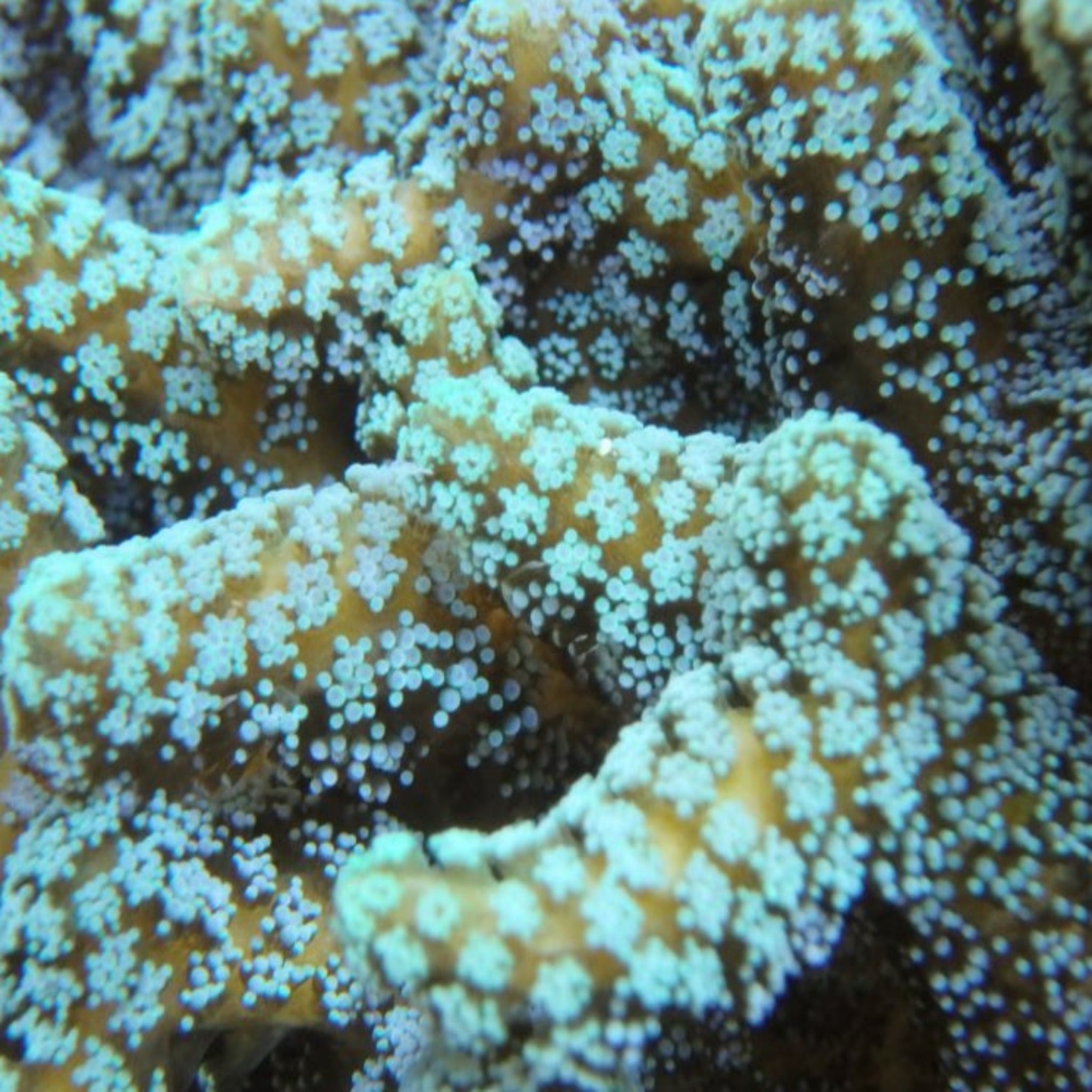 Seriatopora Guttatus Frag - Aqua Group