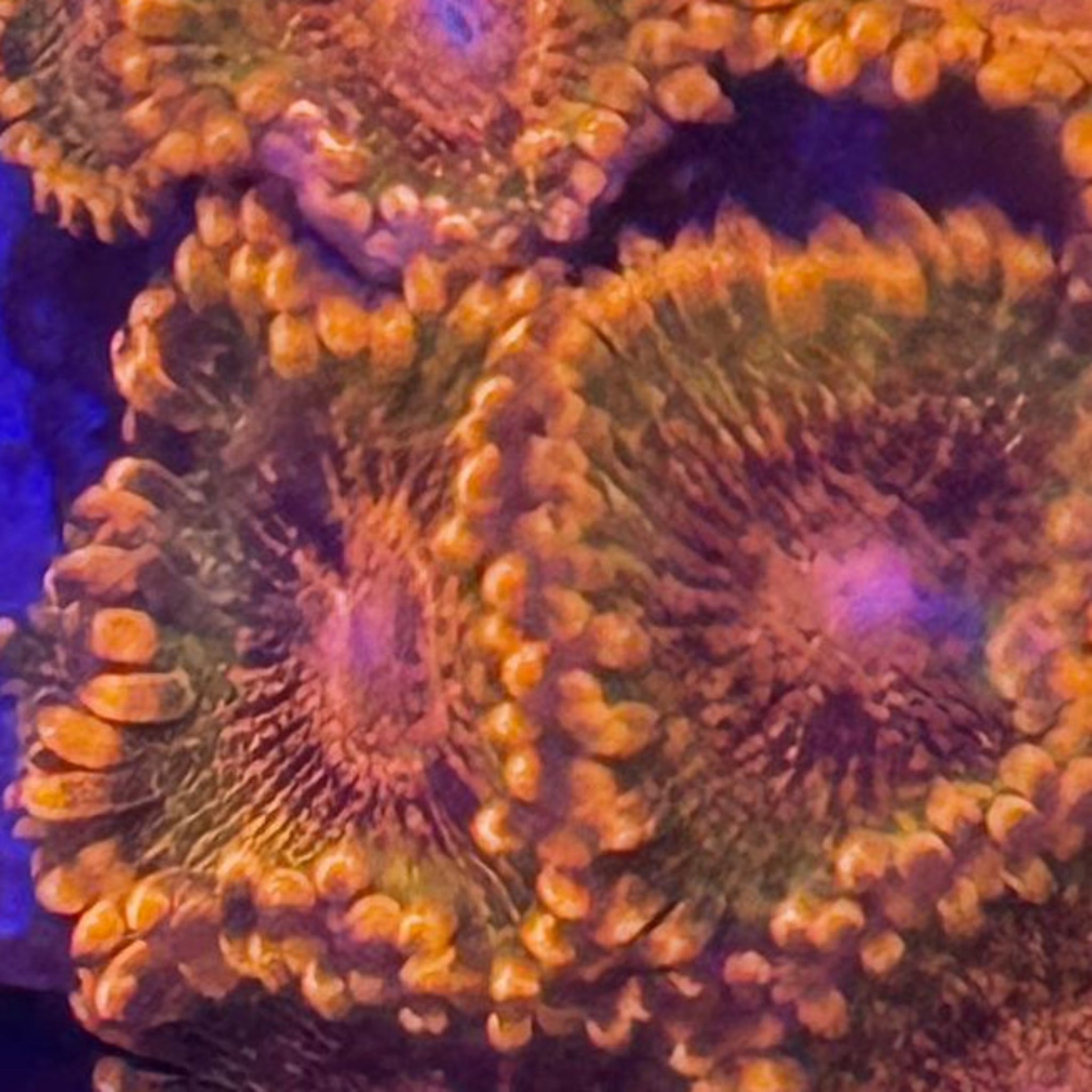 Speckled Krakatoa Zoa