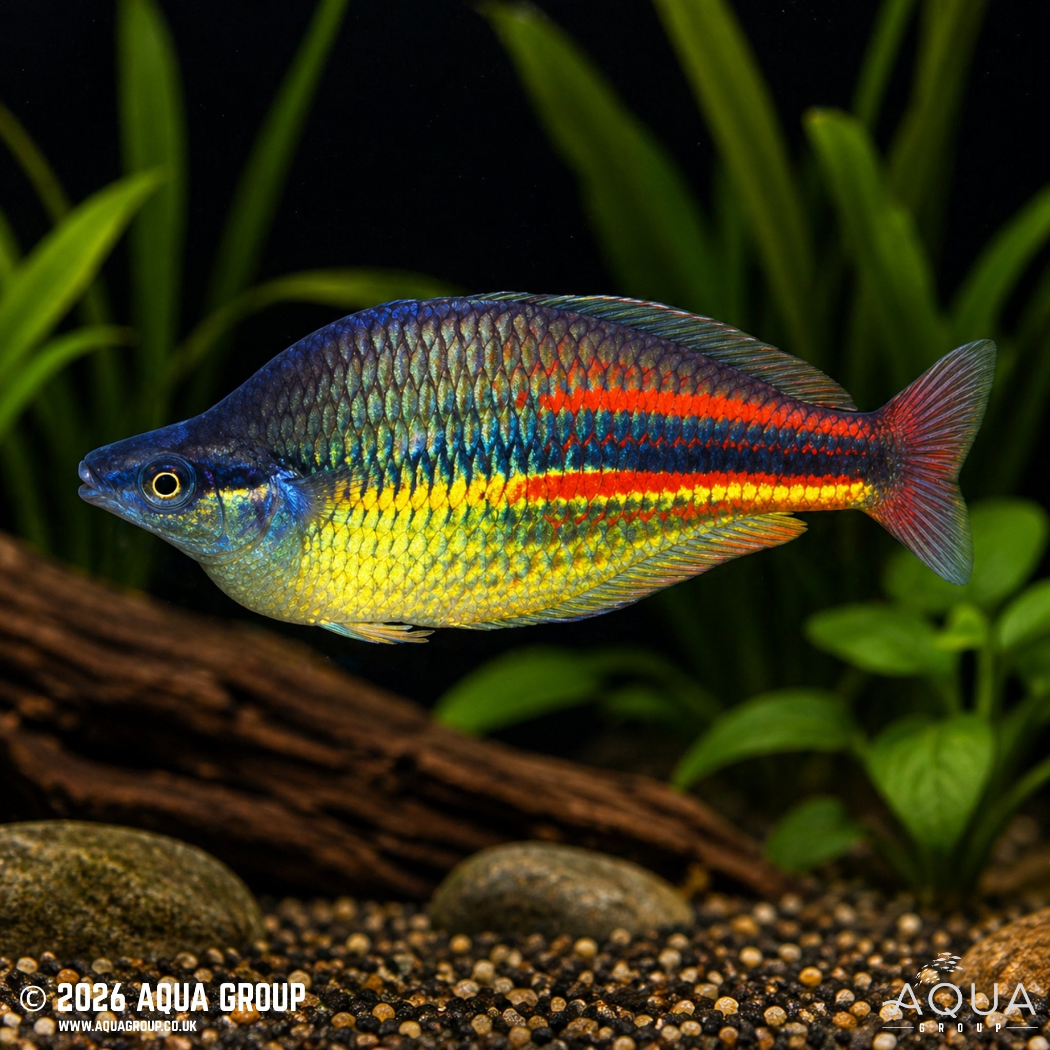 Pagwi Rainbowfish - Melanotaenia affinis