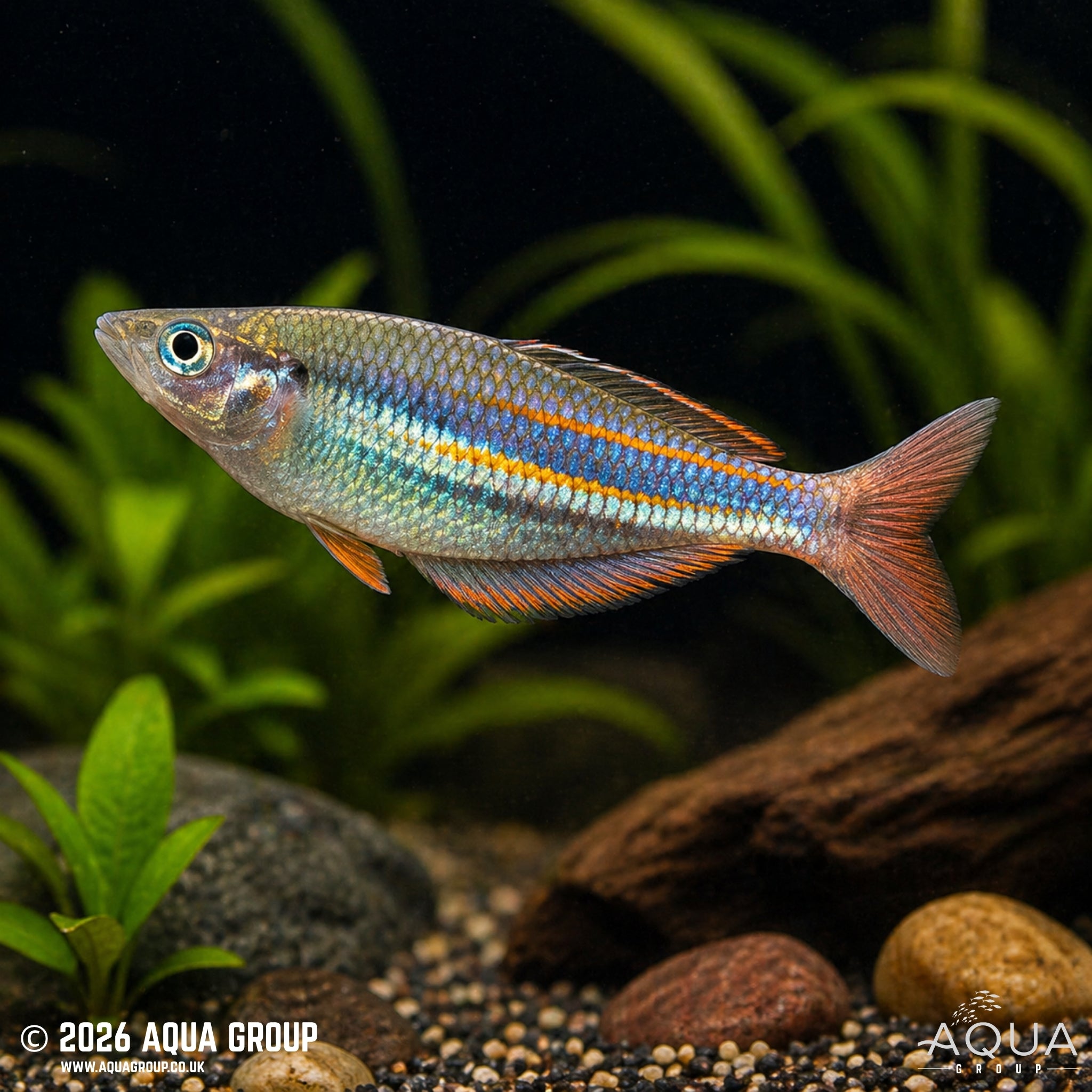 Pagwi Rainbowfish - Melanotaenia affinis