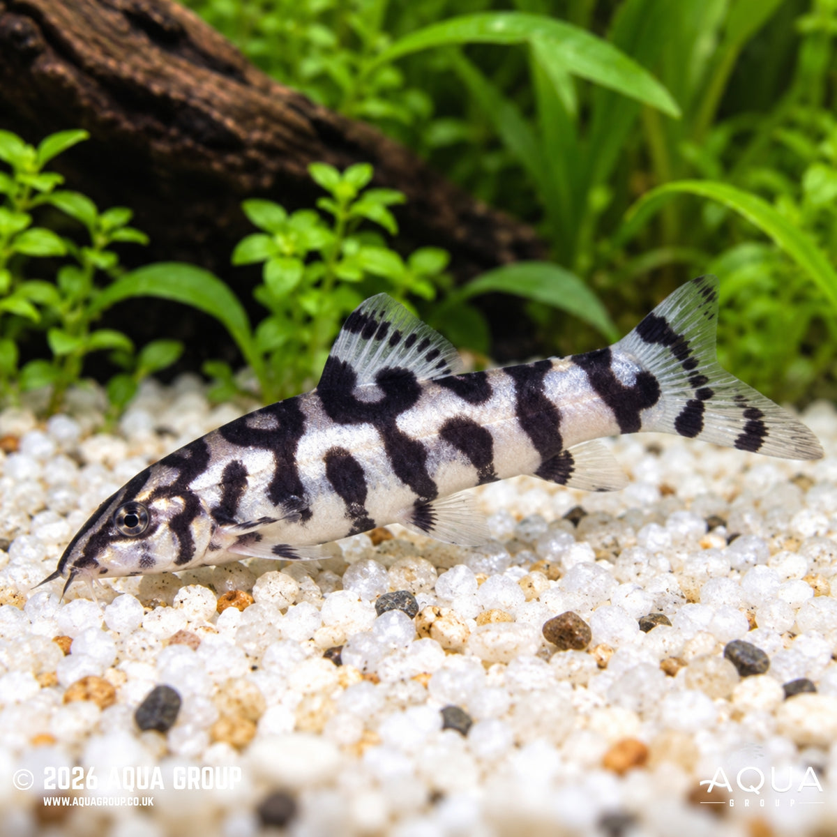Pakistani Loach - Botia almorhae