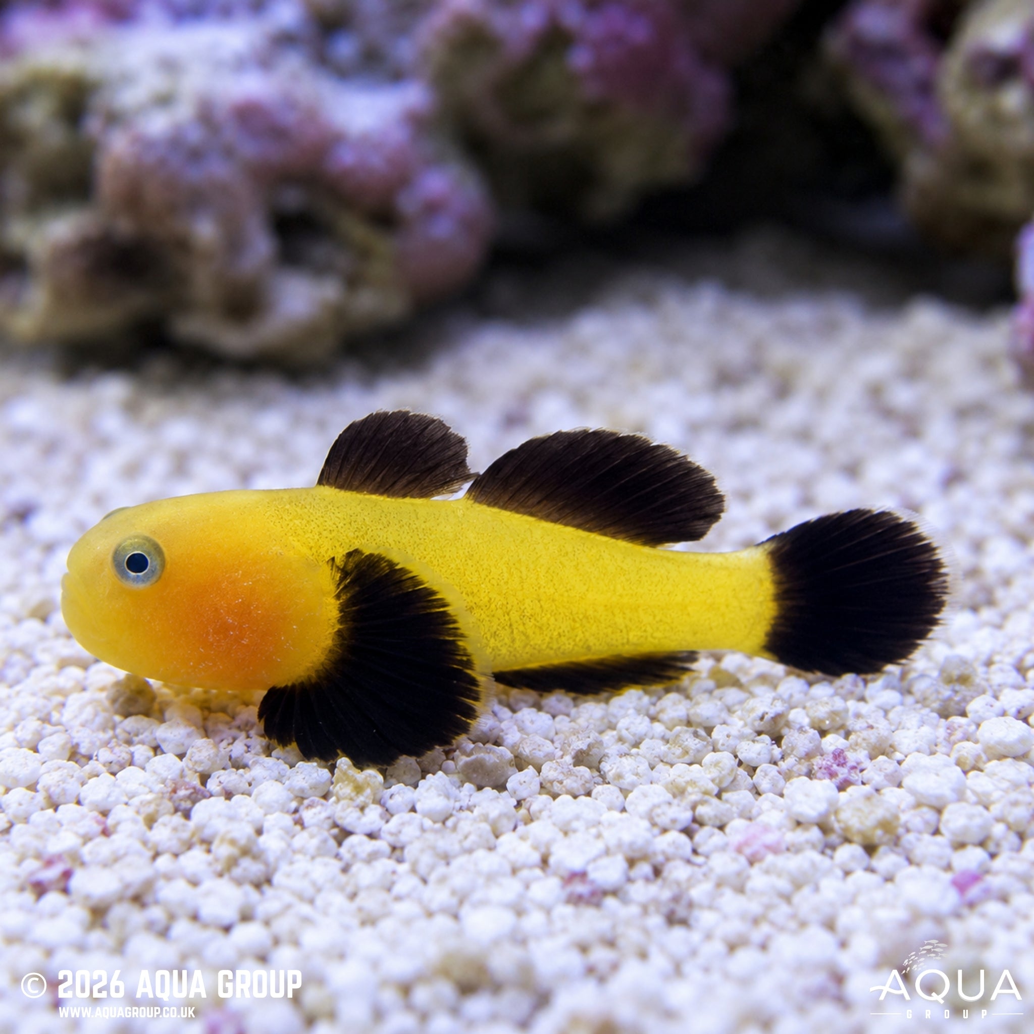 Panda Goby - Paragobiodon lacunicolus