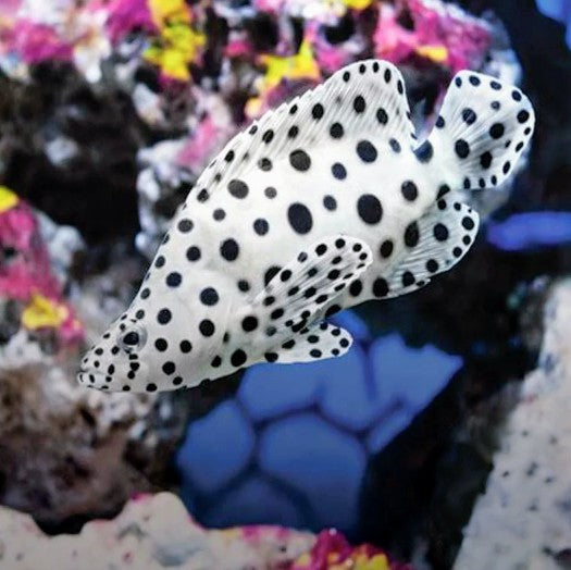 Panther Grouper