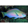 Parrotfish - Quoyi - Aqua Group