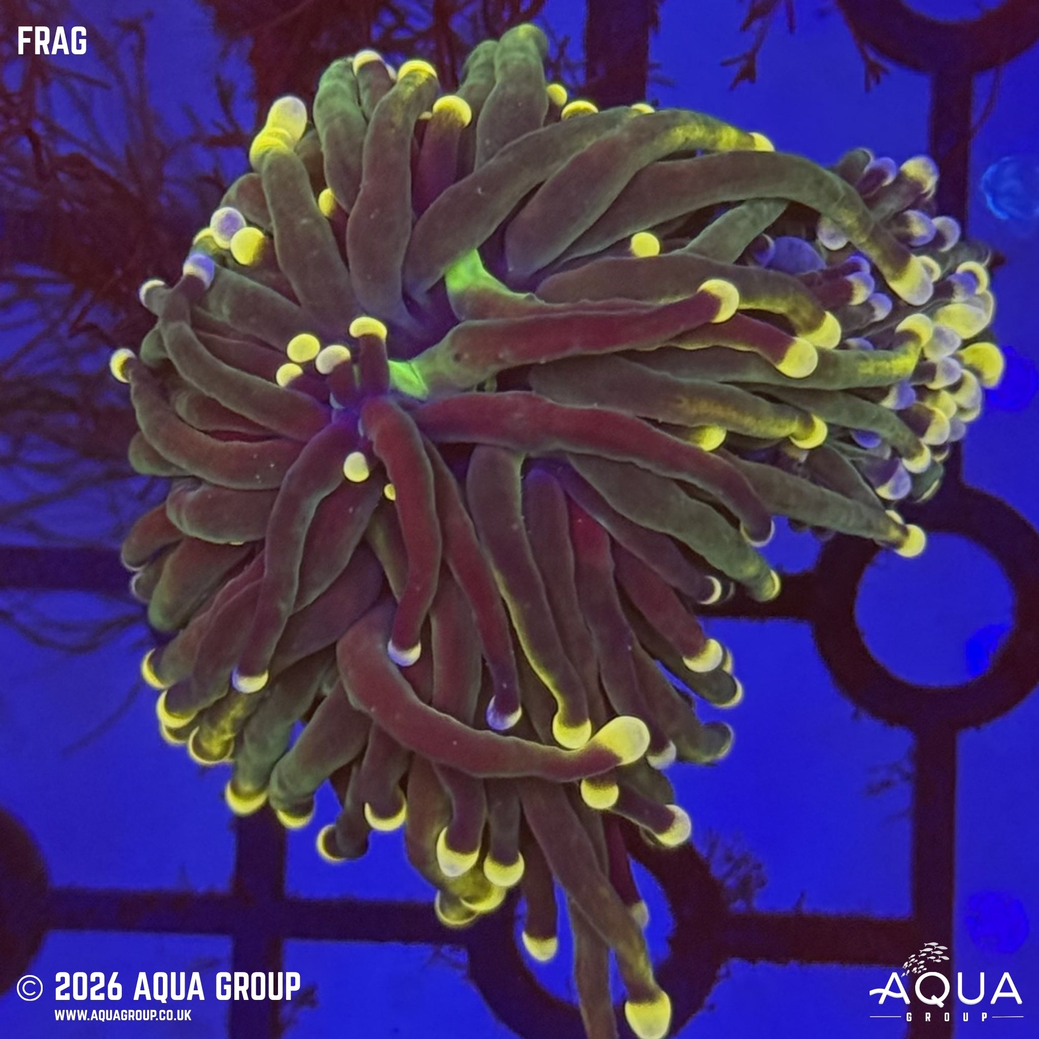 Peach Tip Gold Torch Coral - Euphyllia glabrescens
