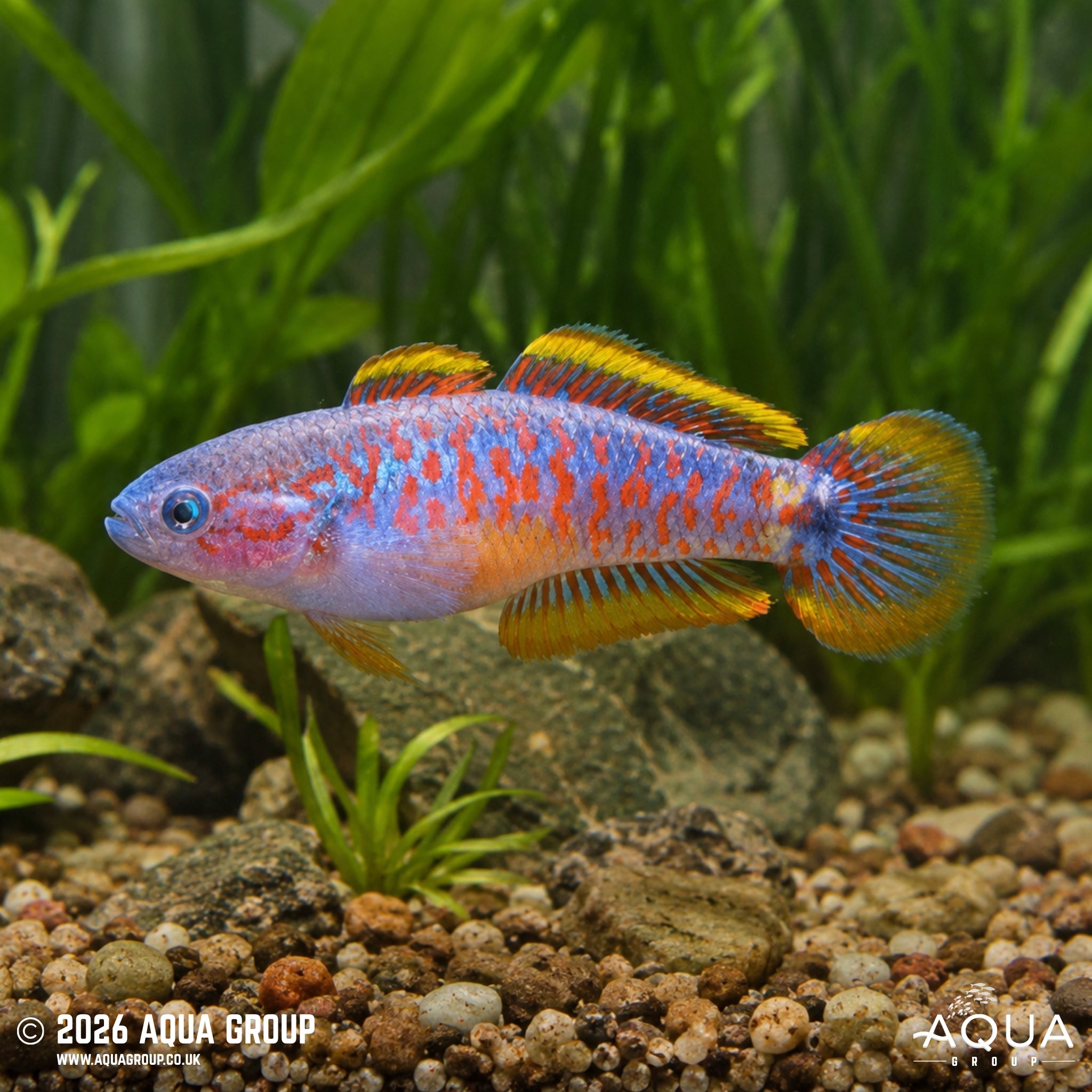Peacock Goby - Tateurndina ocellicauda