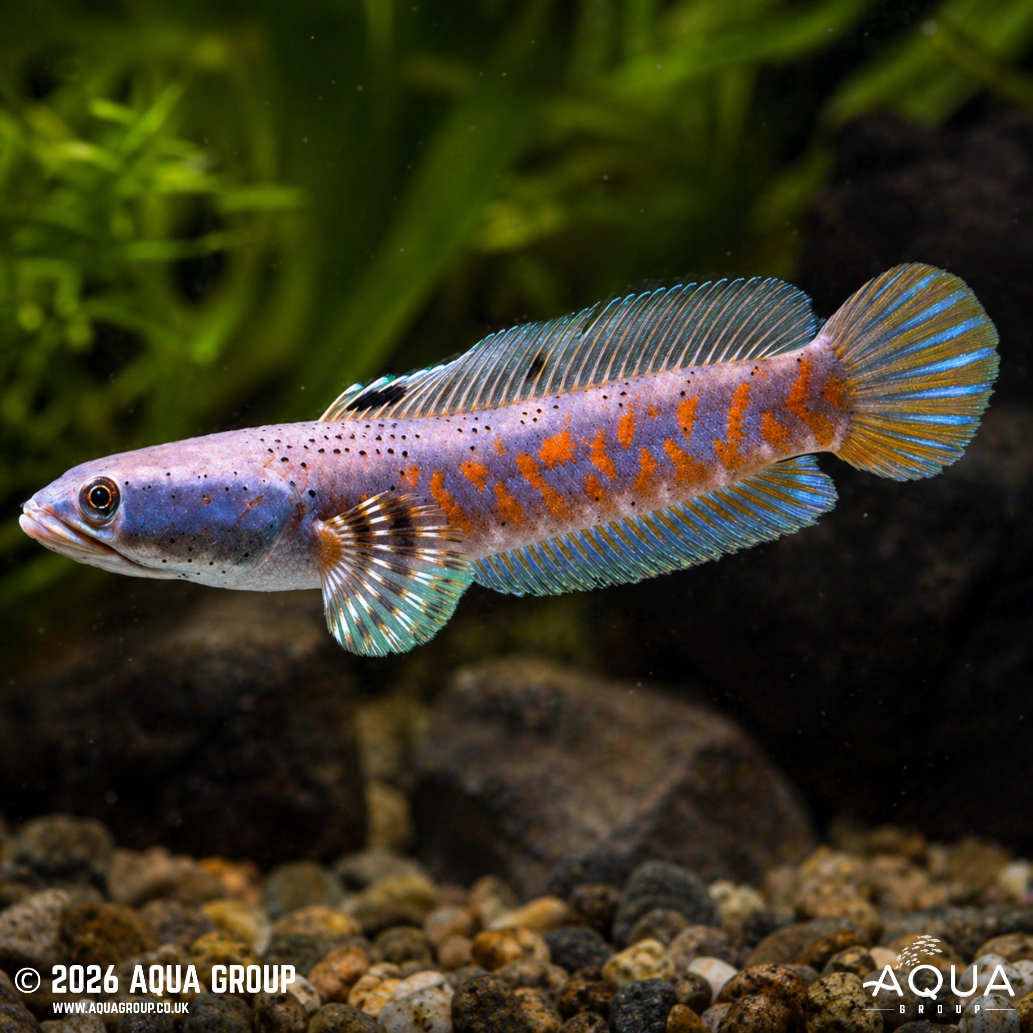 Peacock Snakehead - Channa pulchra