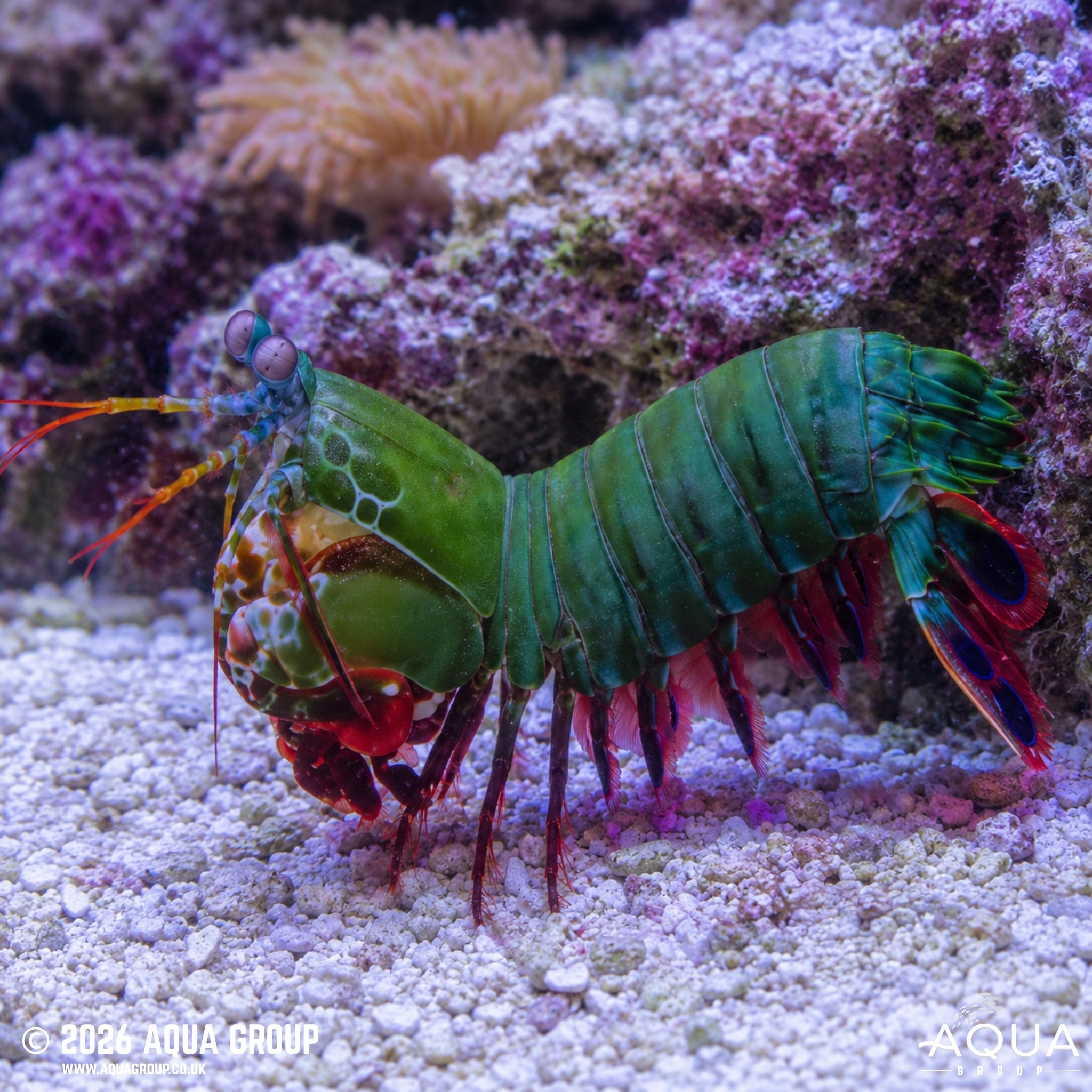 Peacock Mantis Shrimp - Odontodactylus scyllarus - Aqua Group