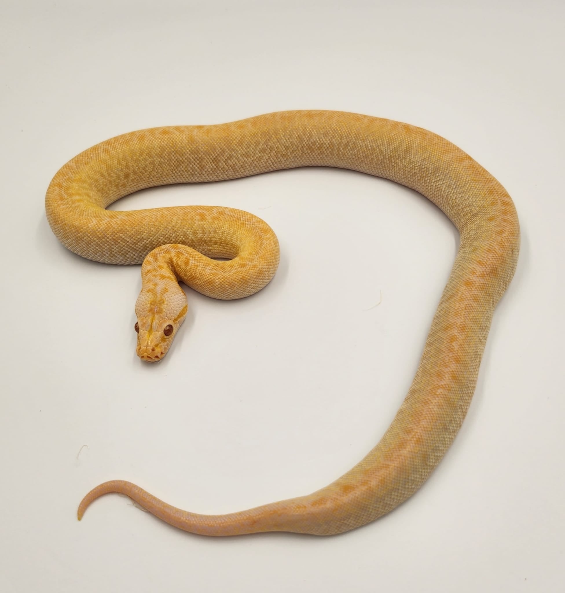 Pearl Granite F4 50% Dwarf Burmese Python- Female (2024)