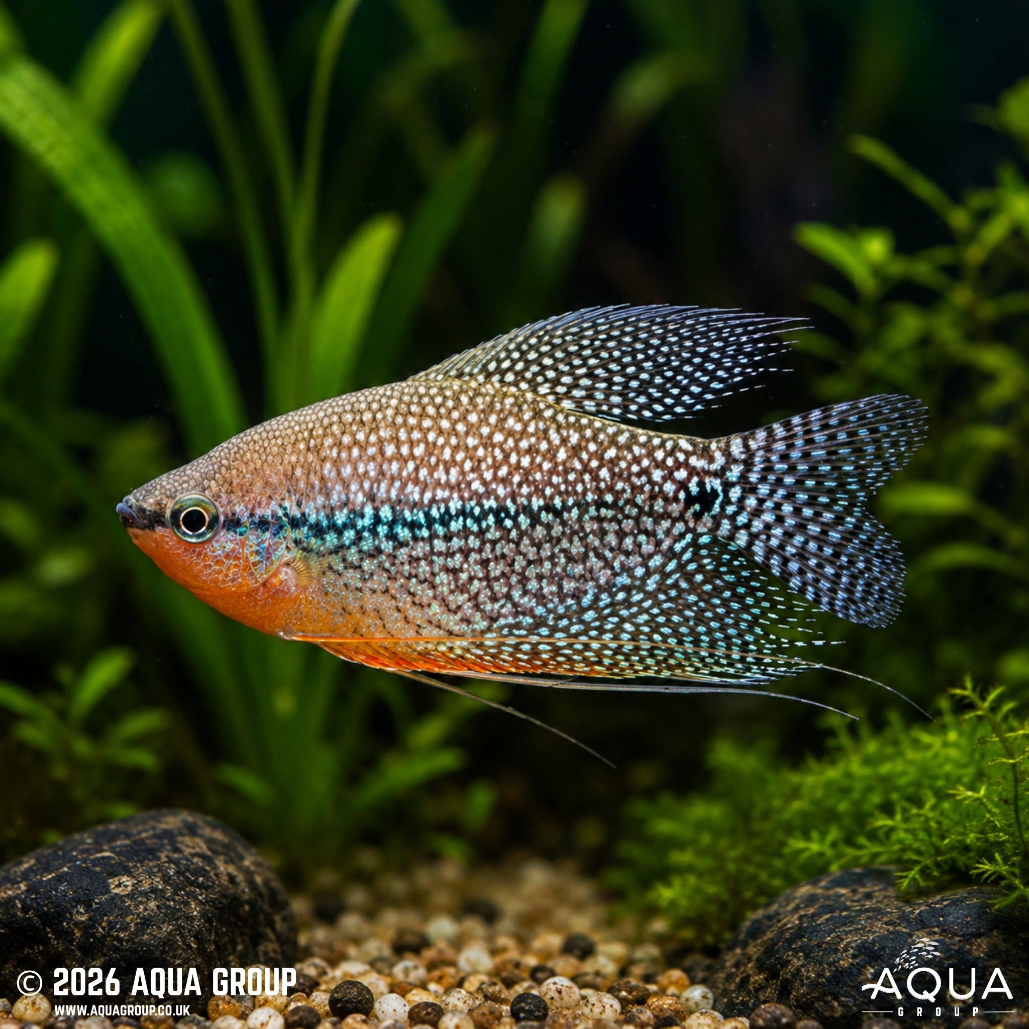 Pearl Gourami - Trichogaster leerie - Aqua Group