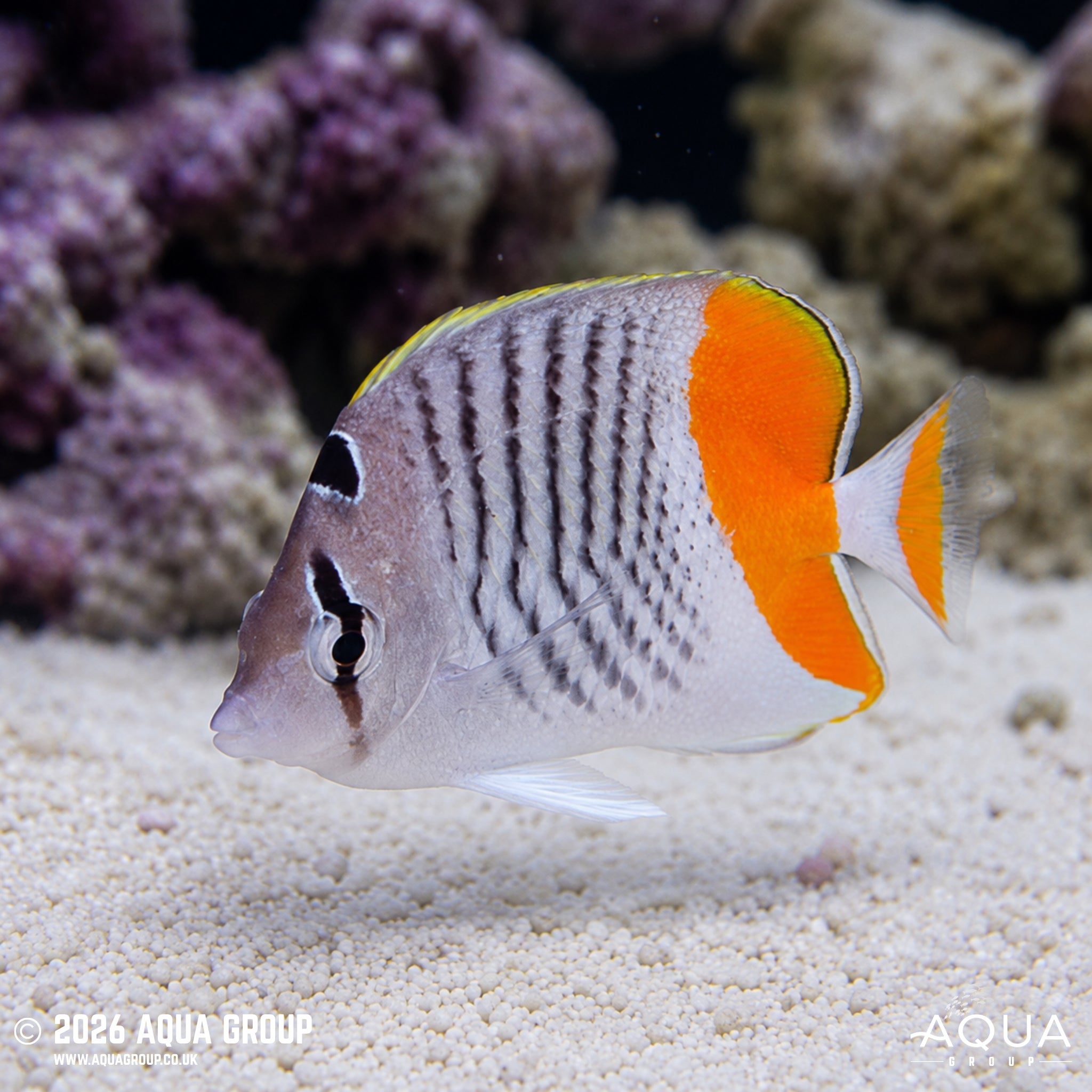 Pearlscale Butterflyfish - Chaetodon xanthurus