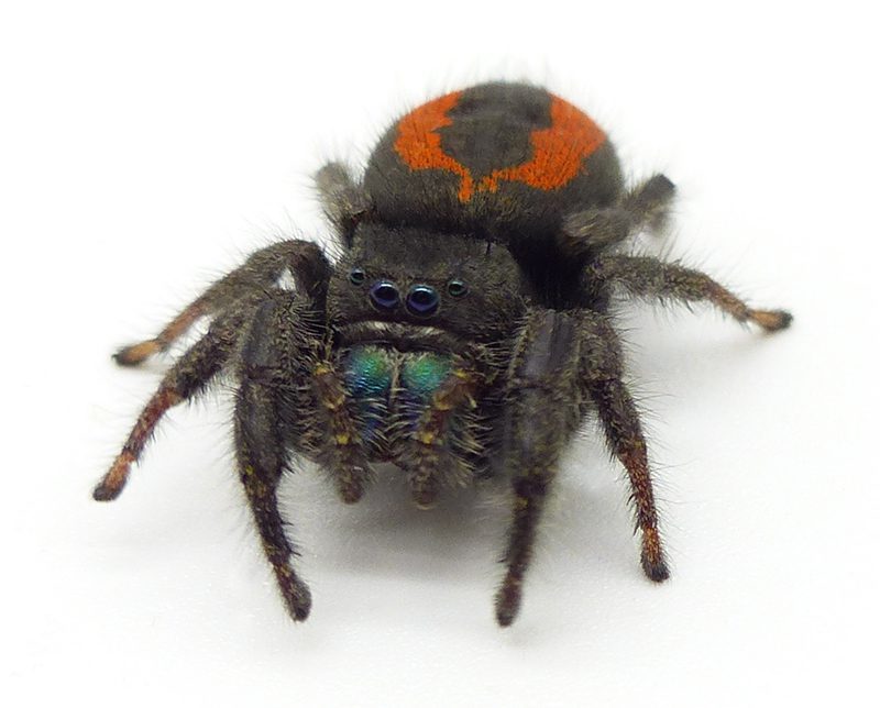 Phidippus Ardens (Widow Jumping Spider) Adult
