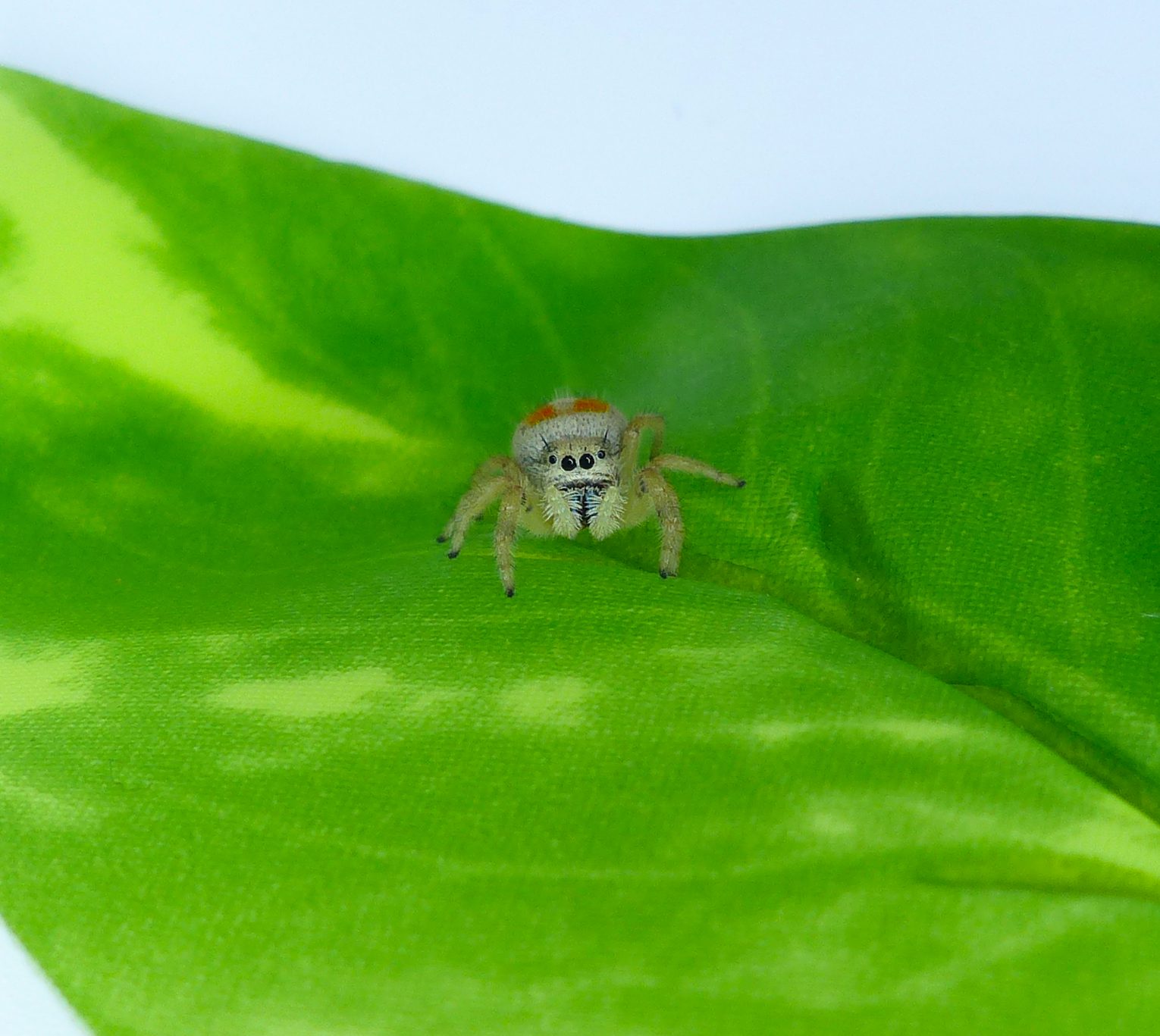 Phidippus Nikites (Paradise Jumping Spider) Sub Adult