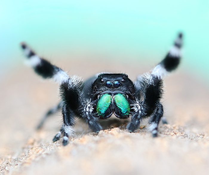 Phidippus Regius- Regal Jumping Spider