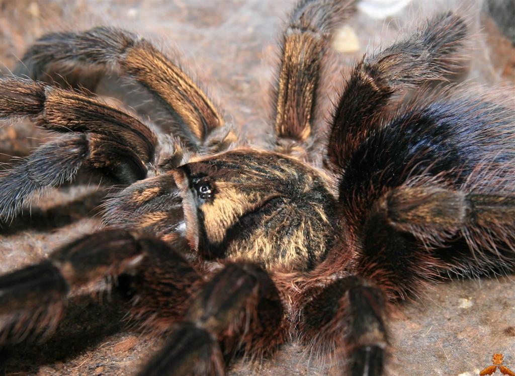 Phormictopus Auratu (Cuban Bronze) - 4-5cm