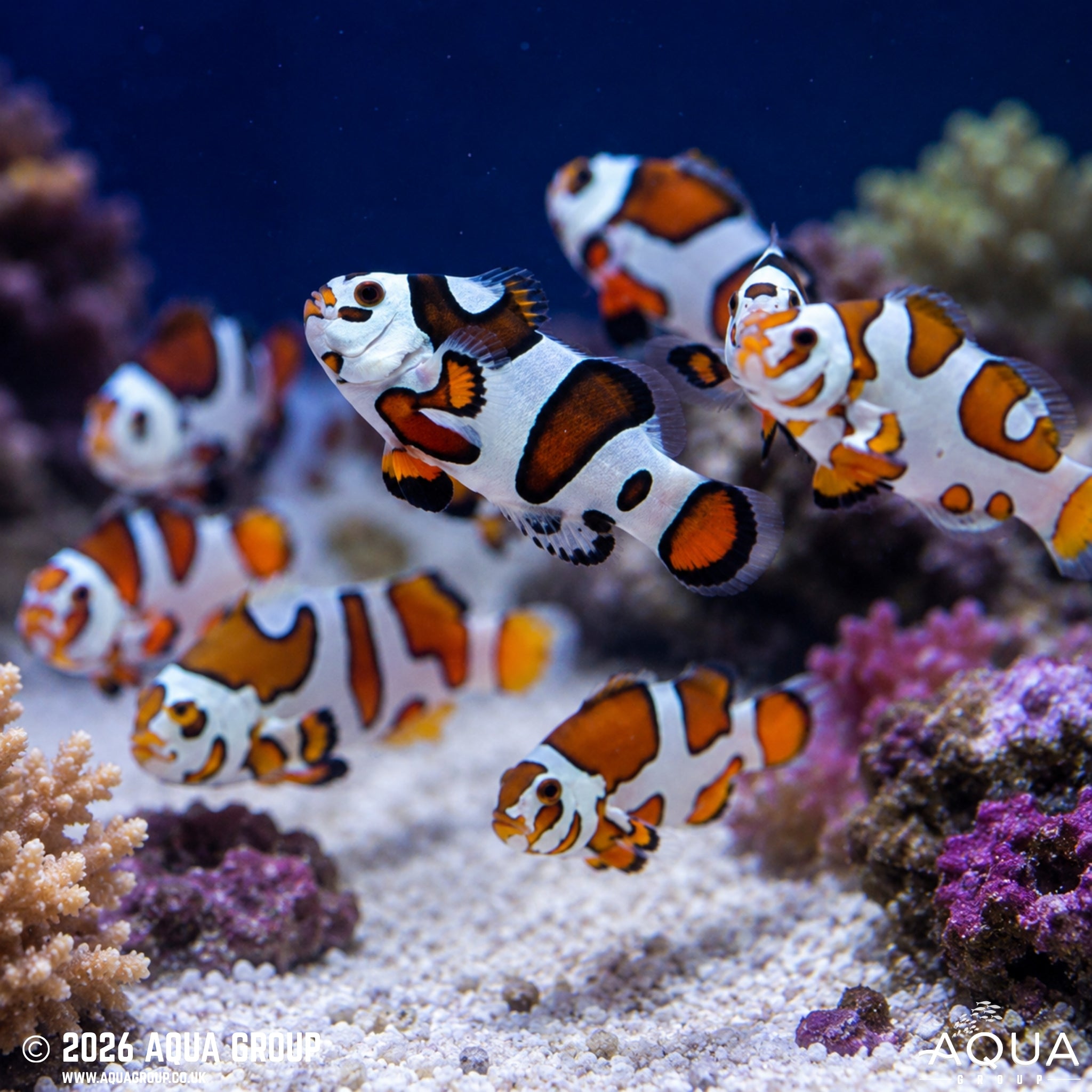 Picasso Storm Clownfish - Amphiprion ocellaris