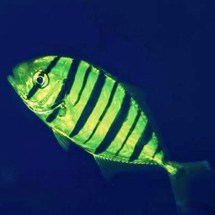 Pilot Fish - Aqua Group