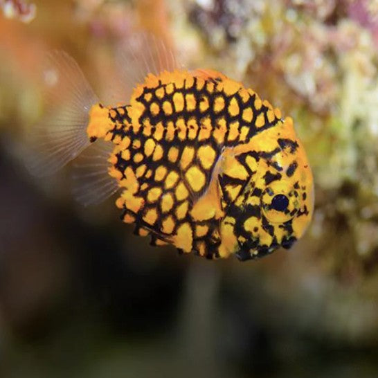 Pinecone Fish Pair