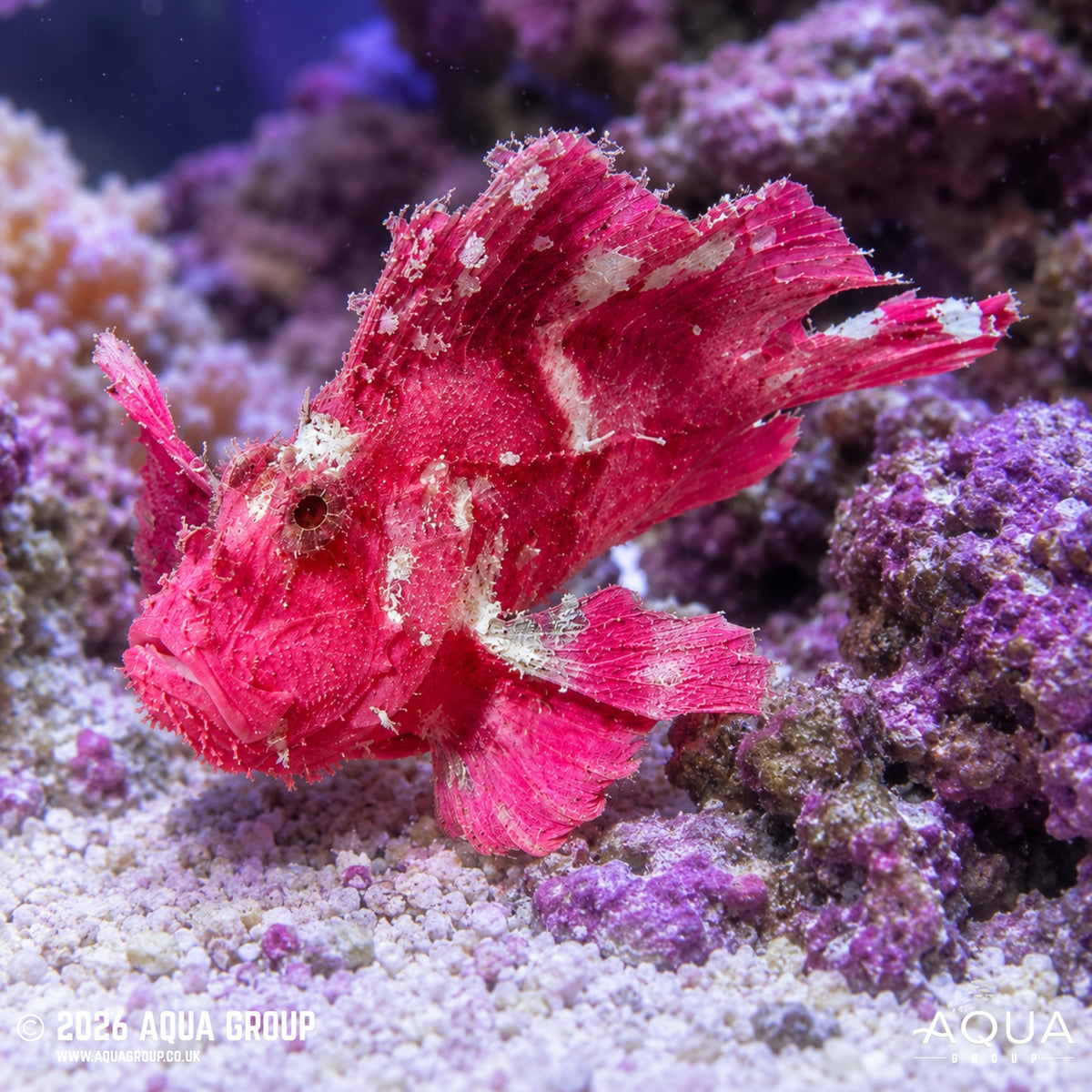 Pink Leaf Scorpionfish - Taenianotus triacanthus