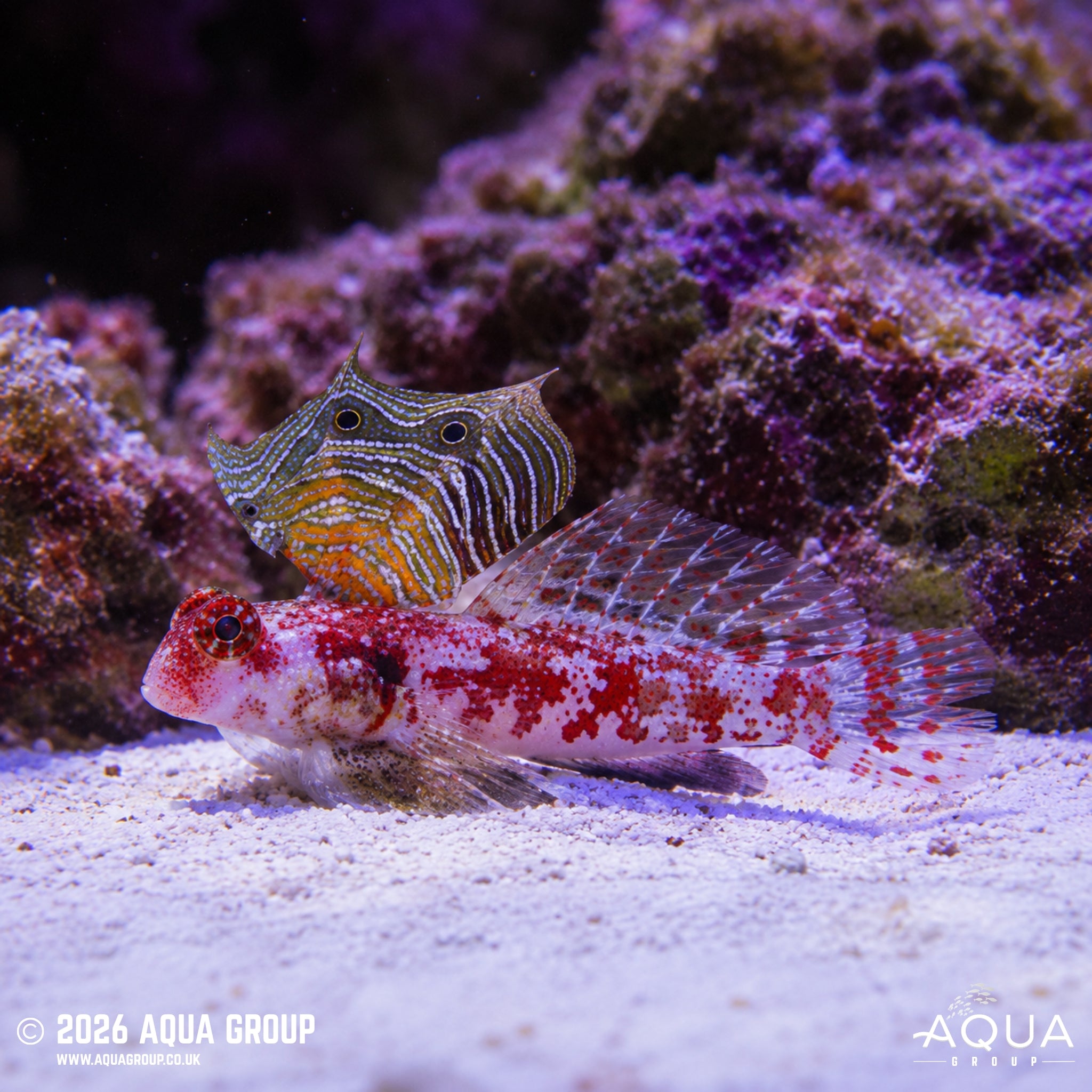 Pink Scooter Blenny - Synchiropus marmoratus - Aqua Group