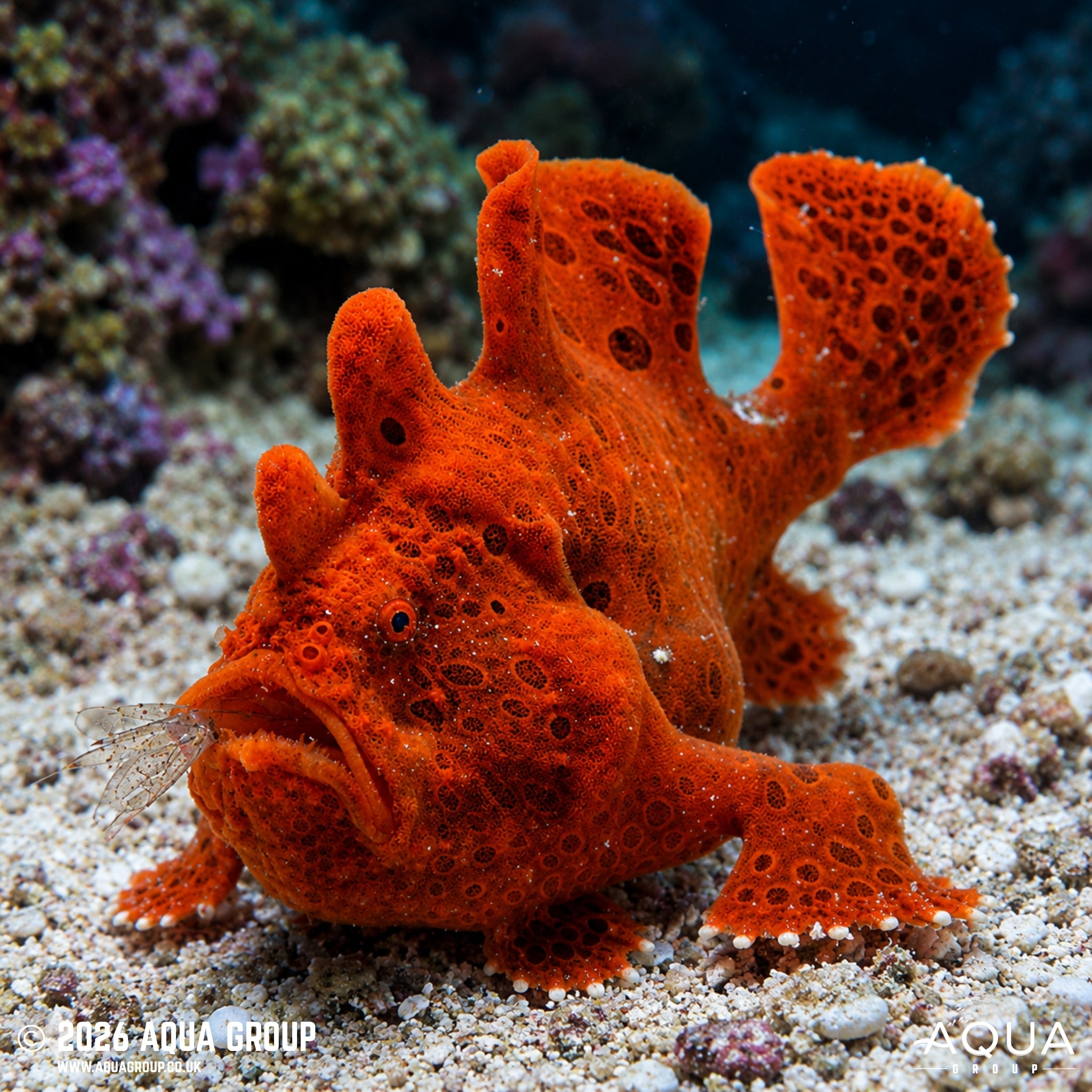 Pink Wartskin Anglerfish - Antennarius maculatus