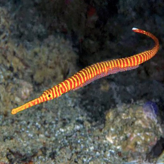 Pipefish - Candy - Aqua Group