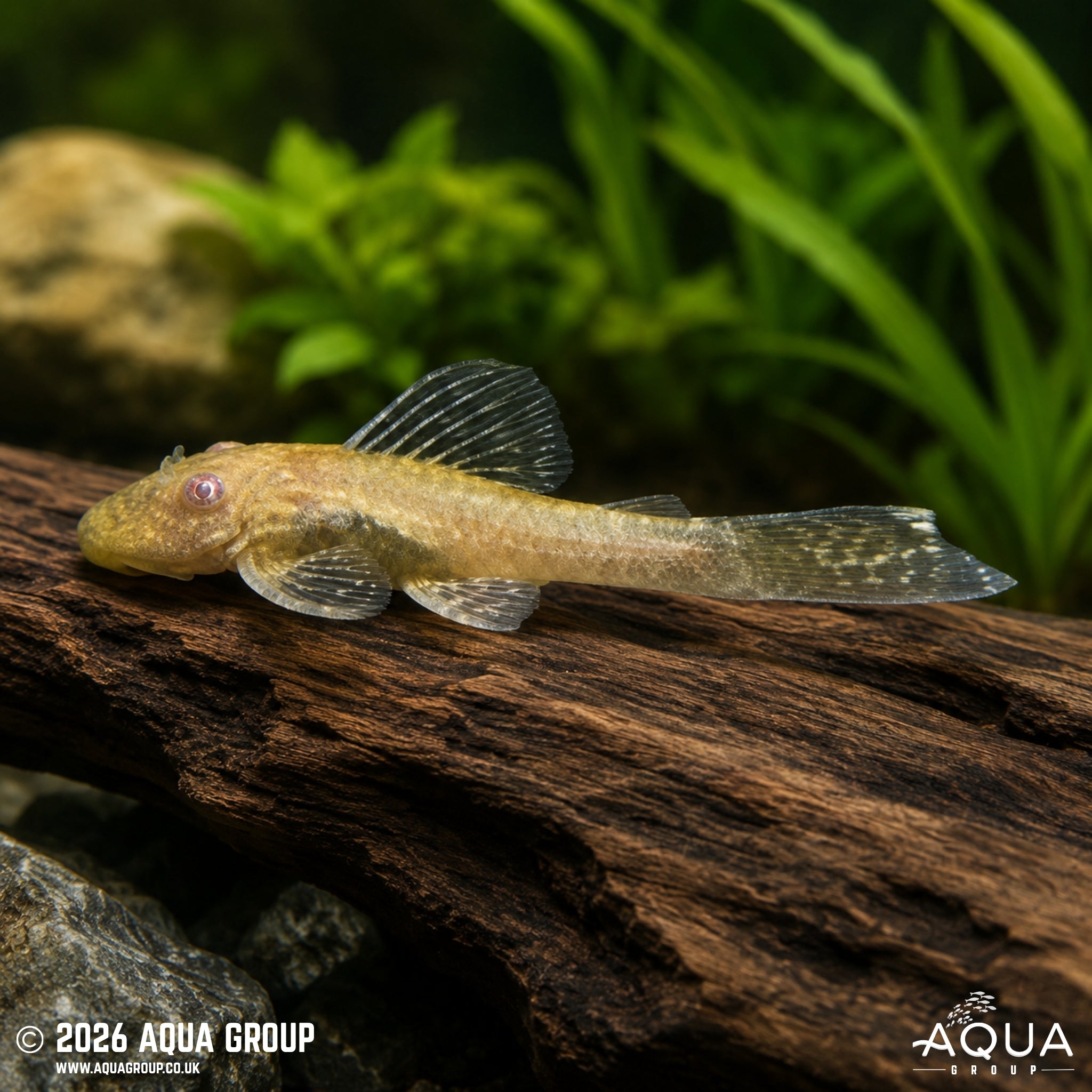 Sunshine Bristlenose - Ancistrus temminckii