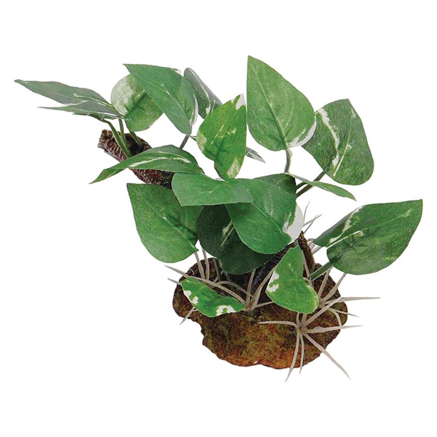 Plant with Rock Base