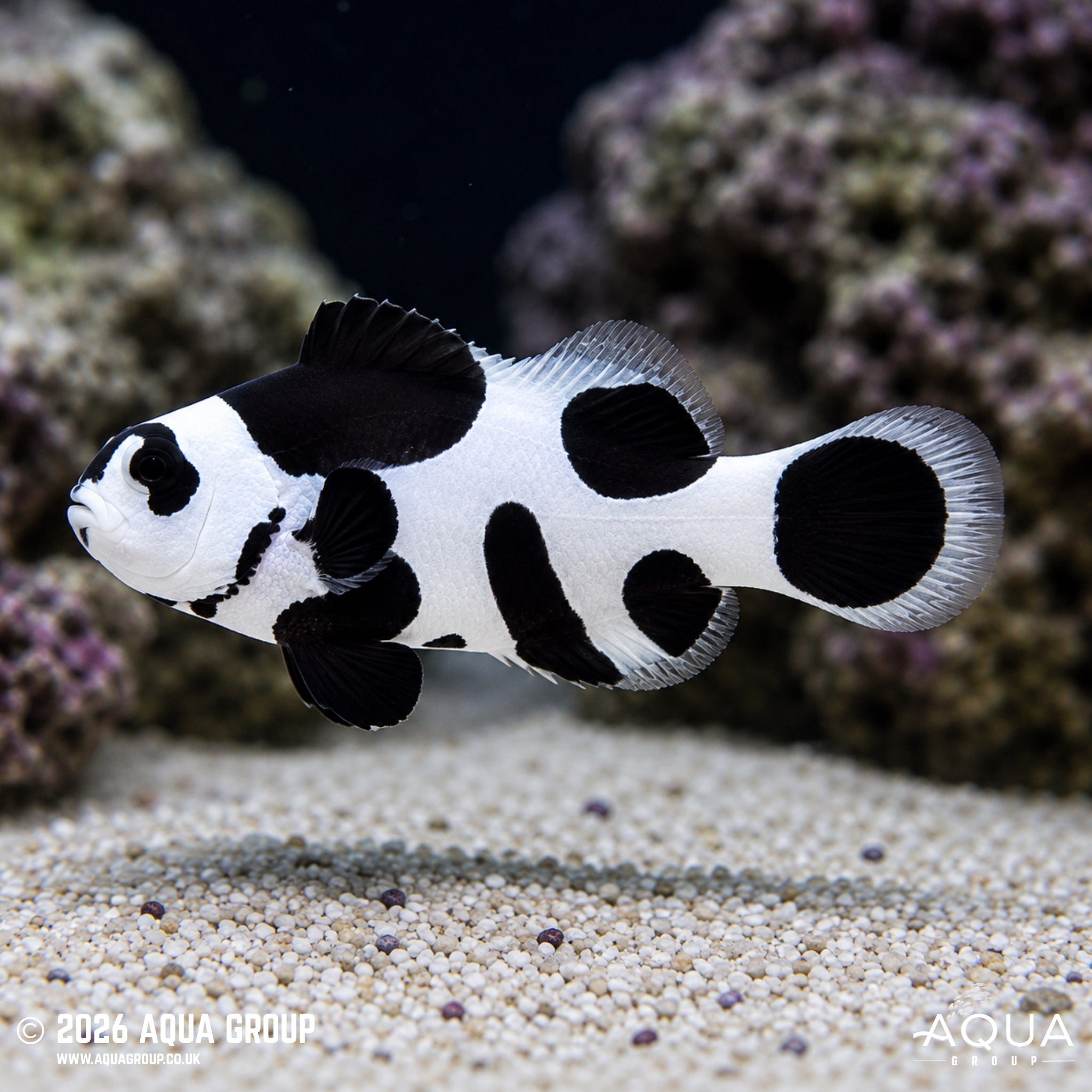Platinum Panda Clownfish - Amphiprion ocellaris