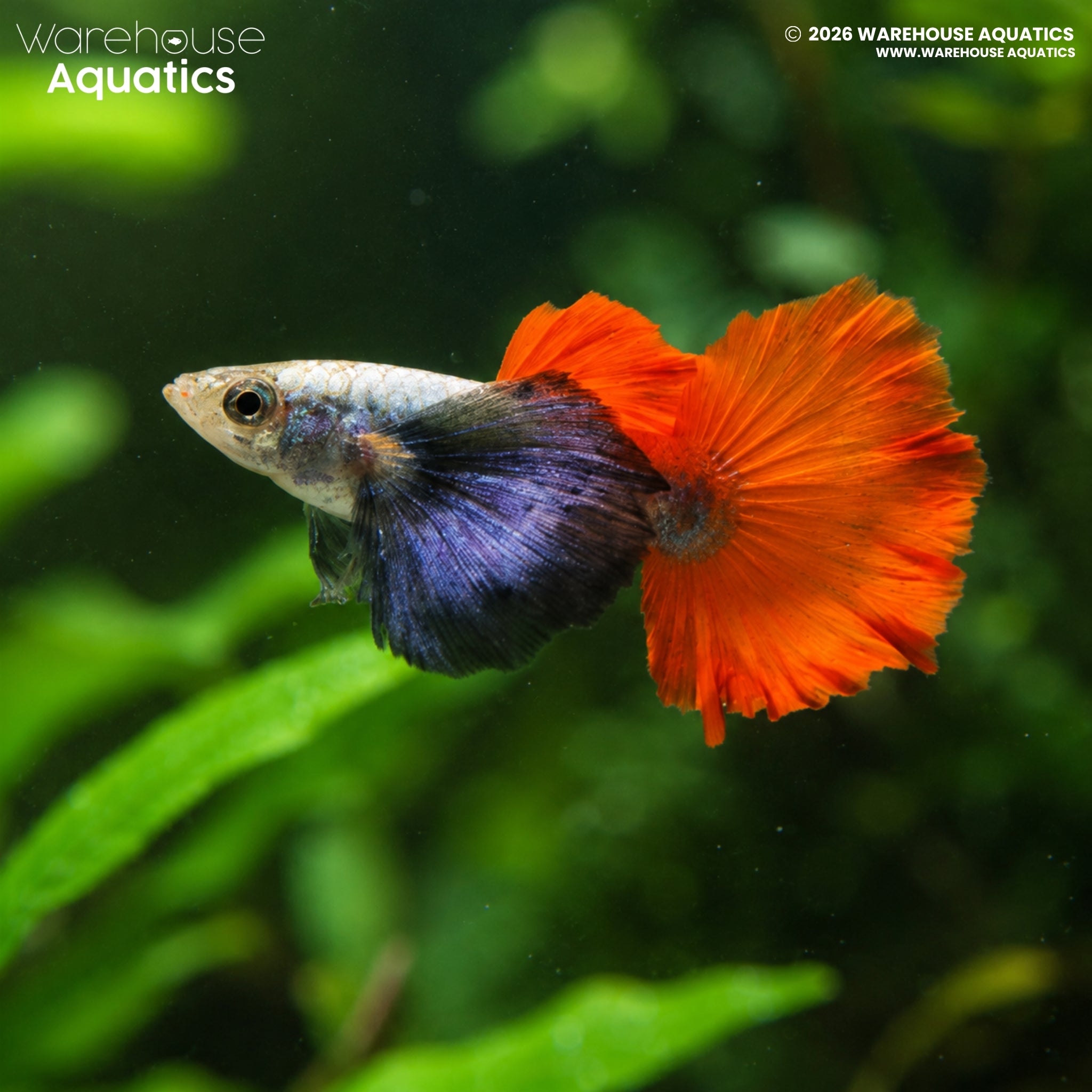 Platinum Red Tail Elephant Ear Guppy - Poecillia reticulata