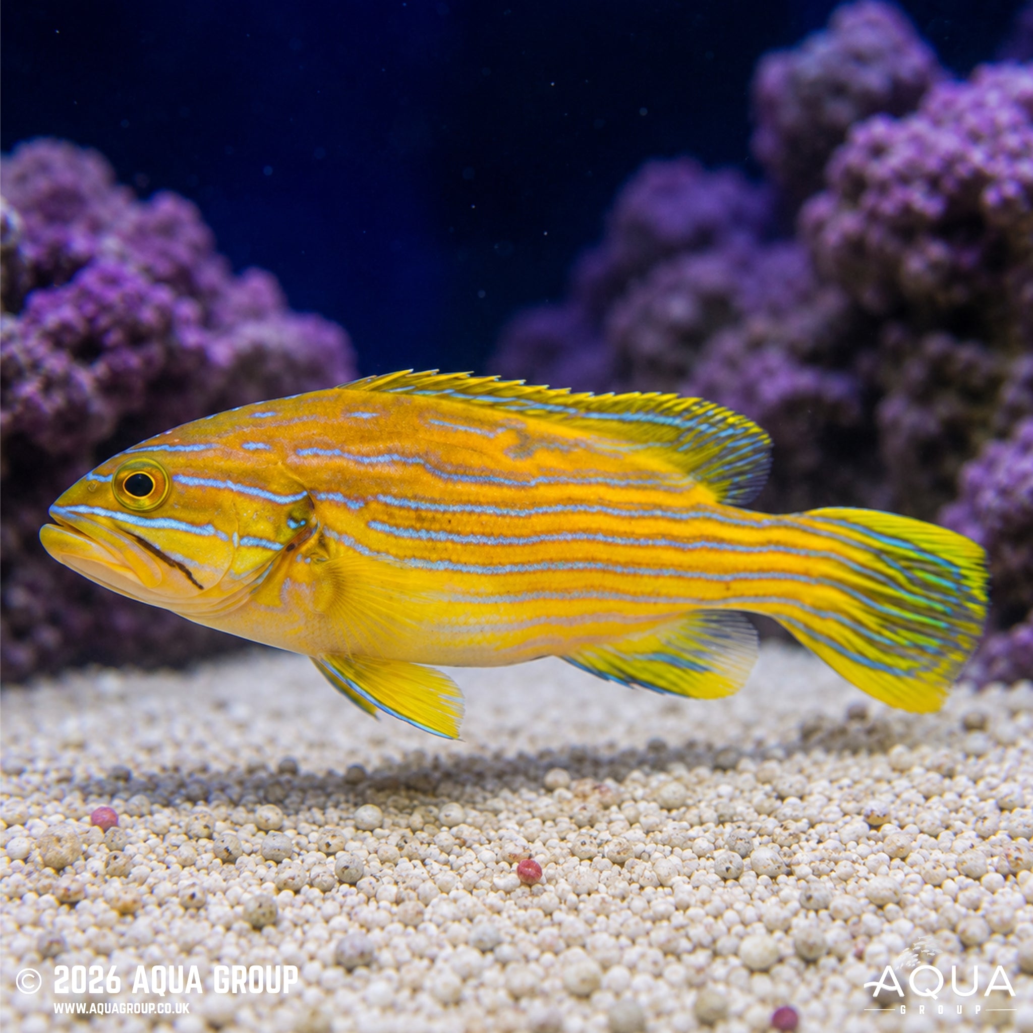 Polleni Grouper - Cephalopholis polleni