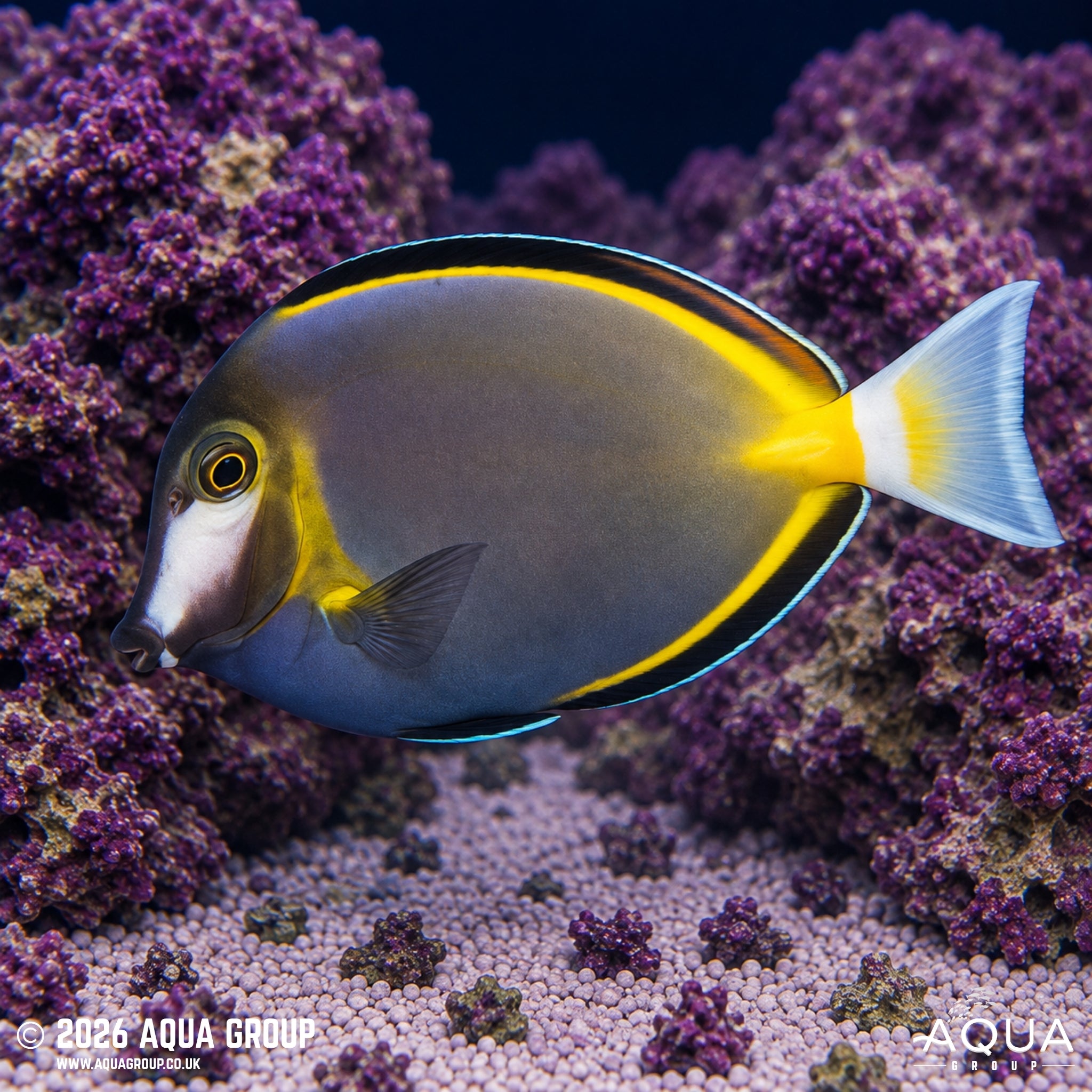 Powder Brown Tang - Acanthurus nigricans