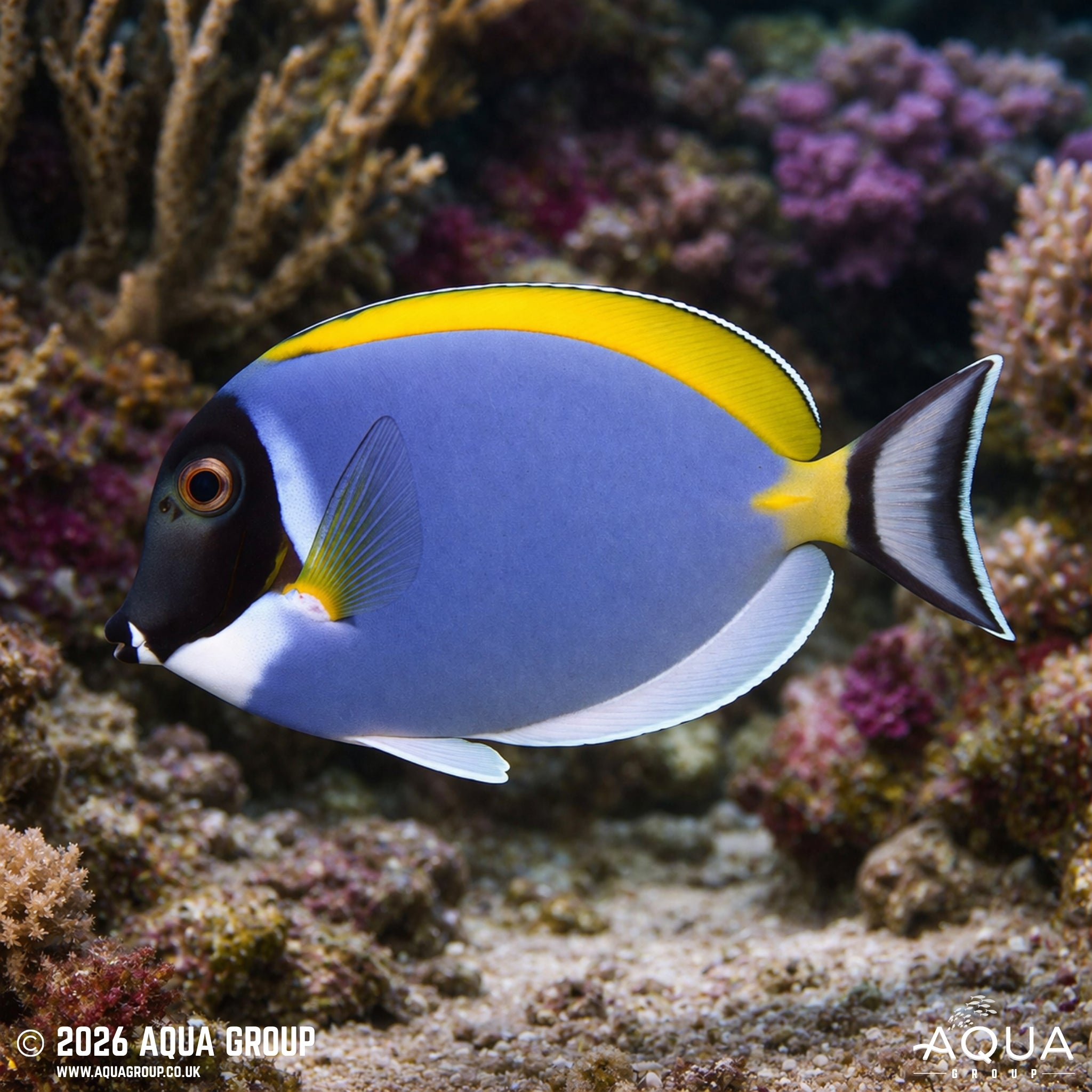 Powder Blue Tang - Acanthurus leucosternon