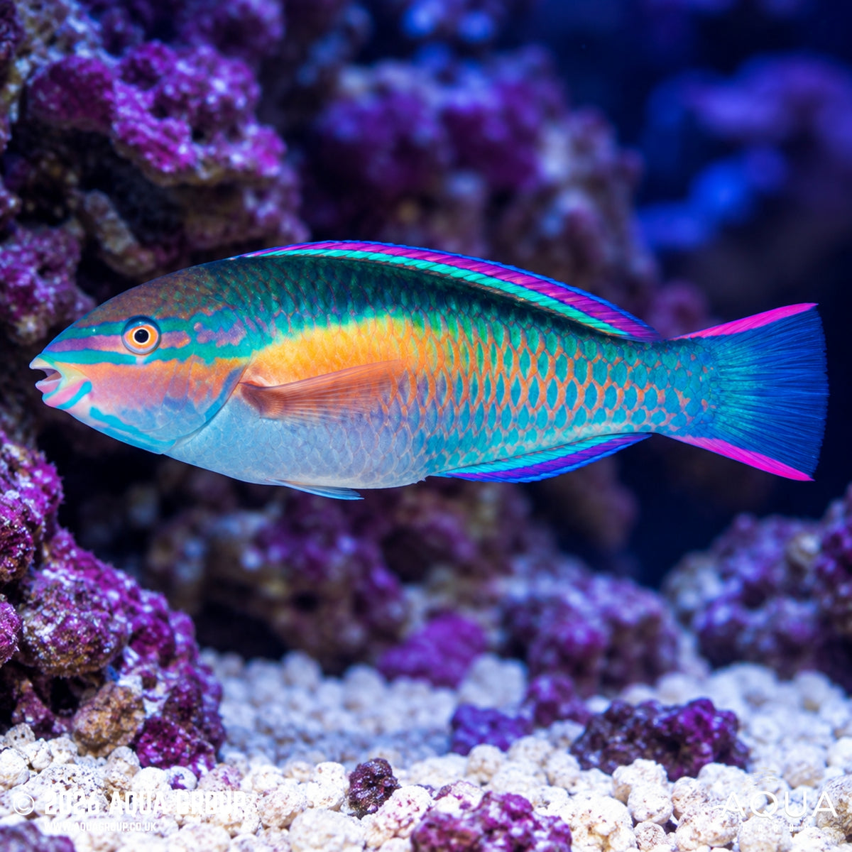 Princess Parrot Wrasse - Scarus bowersi