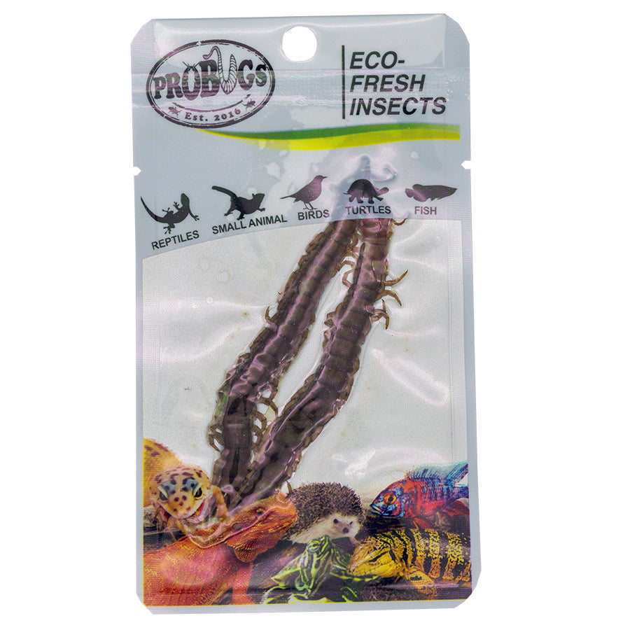 ProBugs Eco Fresh Centipede, 2pcs