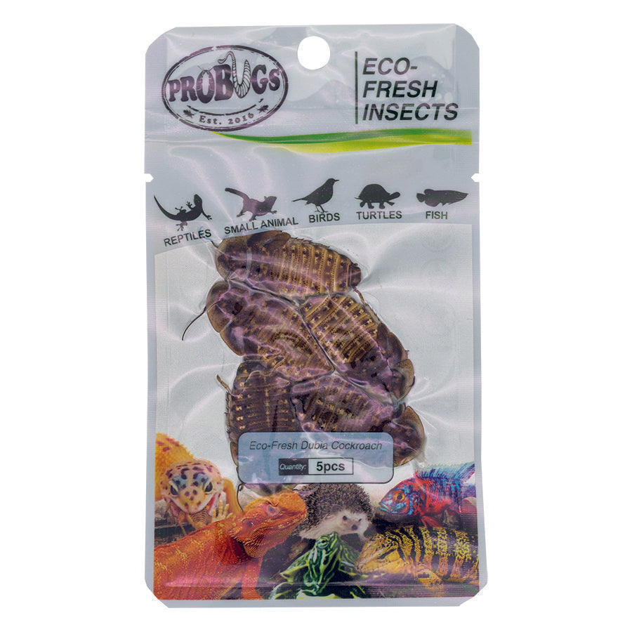 ProBugs 15-pack Eco Fresh Dubia Cockroach, 5pcs