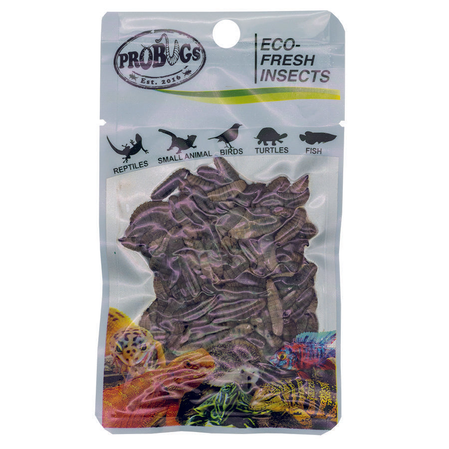 ProBugs 15-pack Eco Fresh B/Soldier Fly Larvae 20g